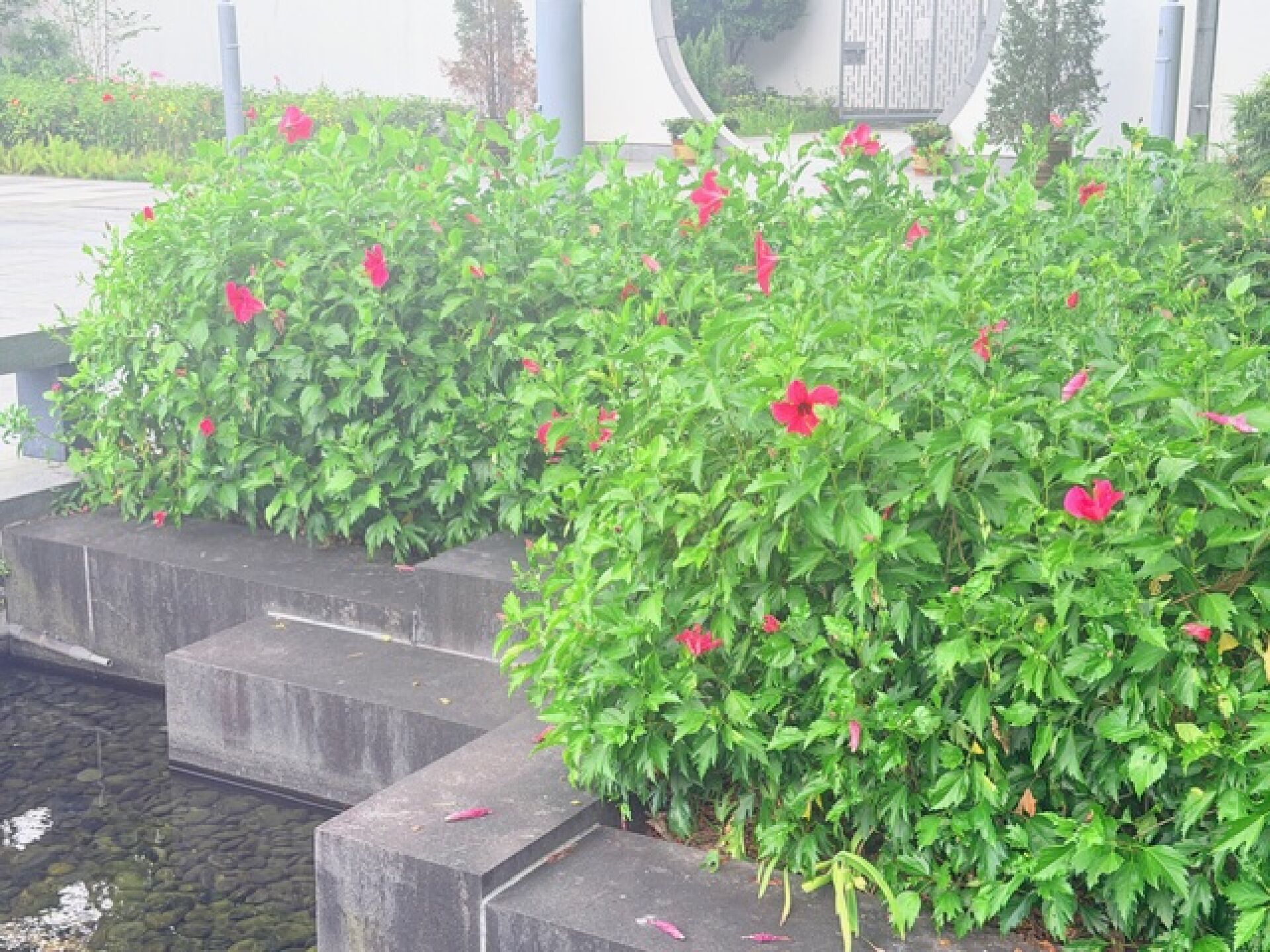 https://www.fa.gov.hk/朱槿(扶桑、大紅花)
