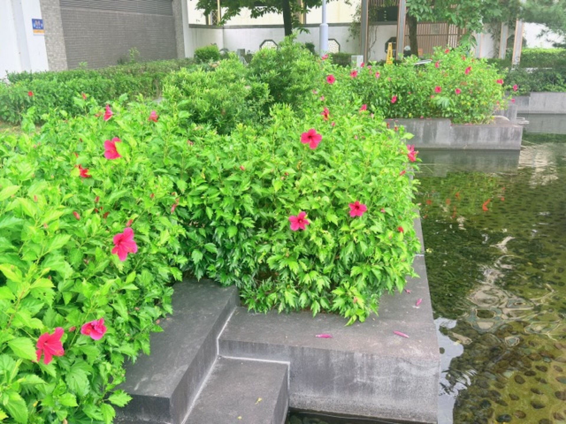 https://www.fa.gov.hk/朱槿(扶桑、大紅花)