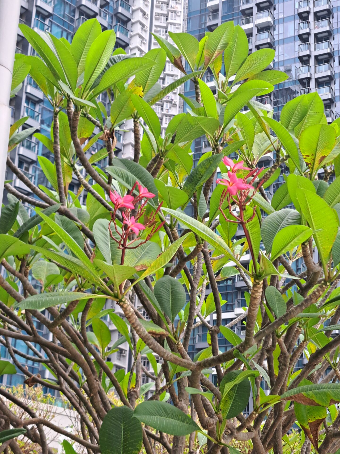 https://www.fa.gov.hk/紅雞蛋花