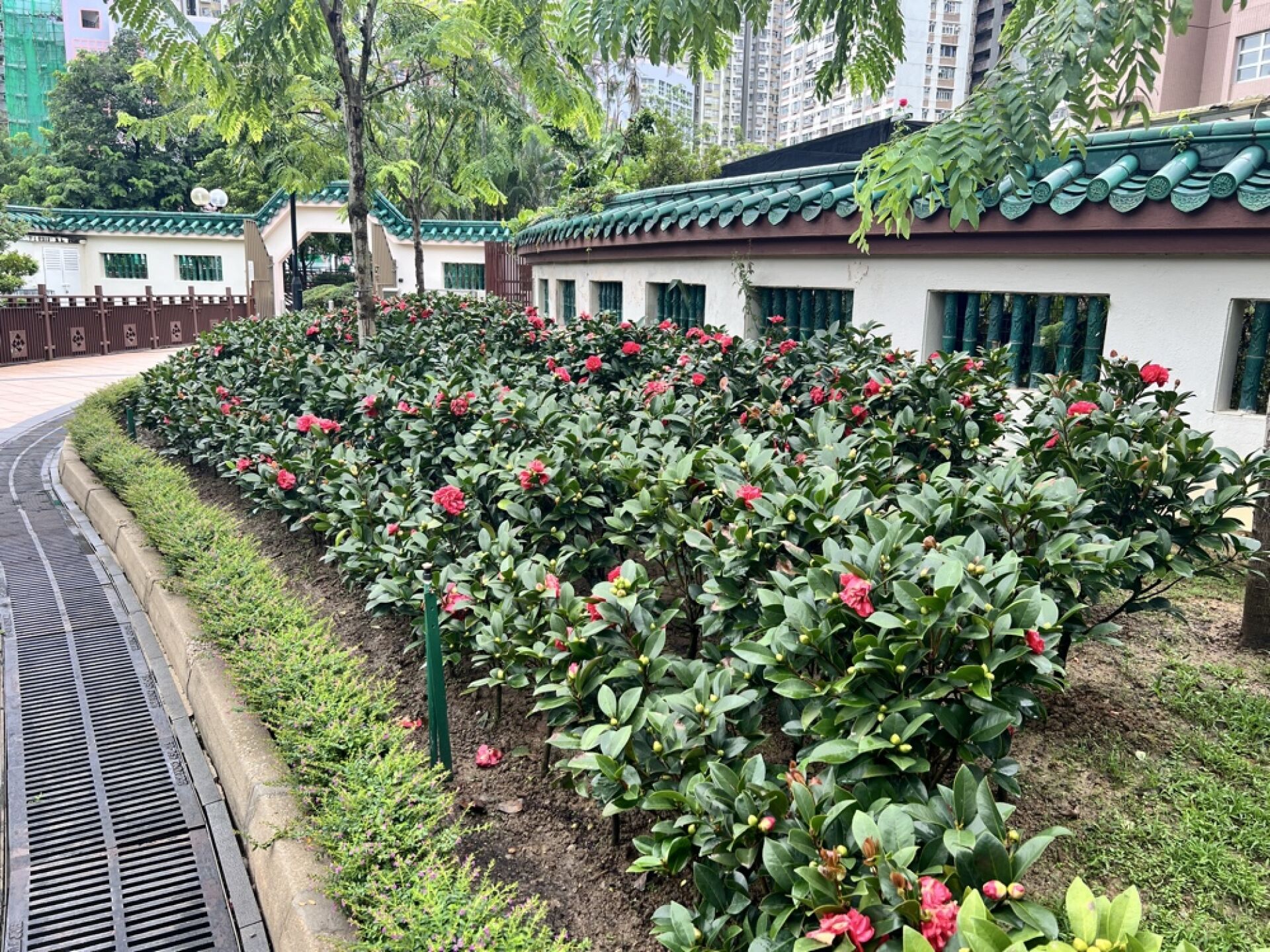https://www.fa.gov.hk/山茶