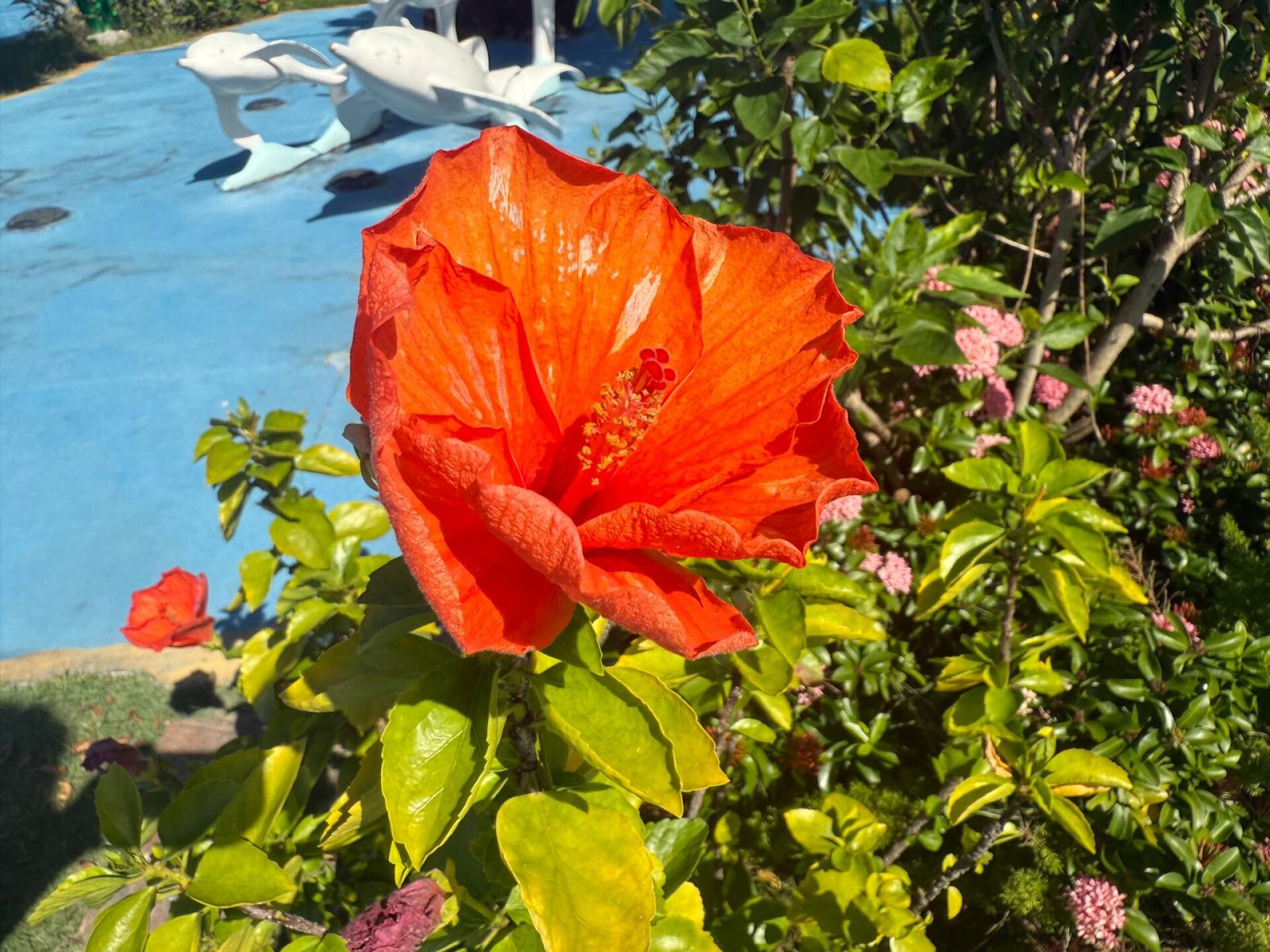 https://www.fa.gov.hk/朱槿(扶桑、大紅花)