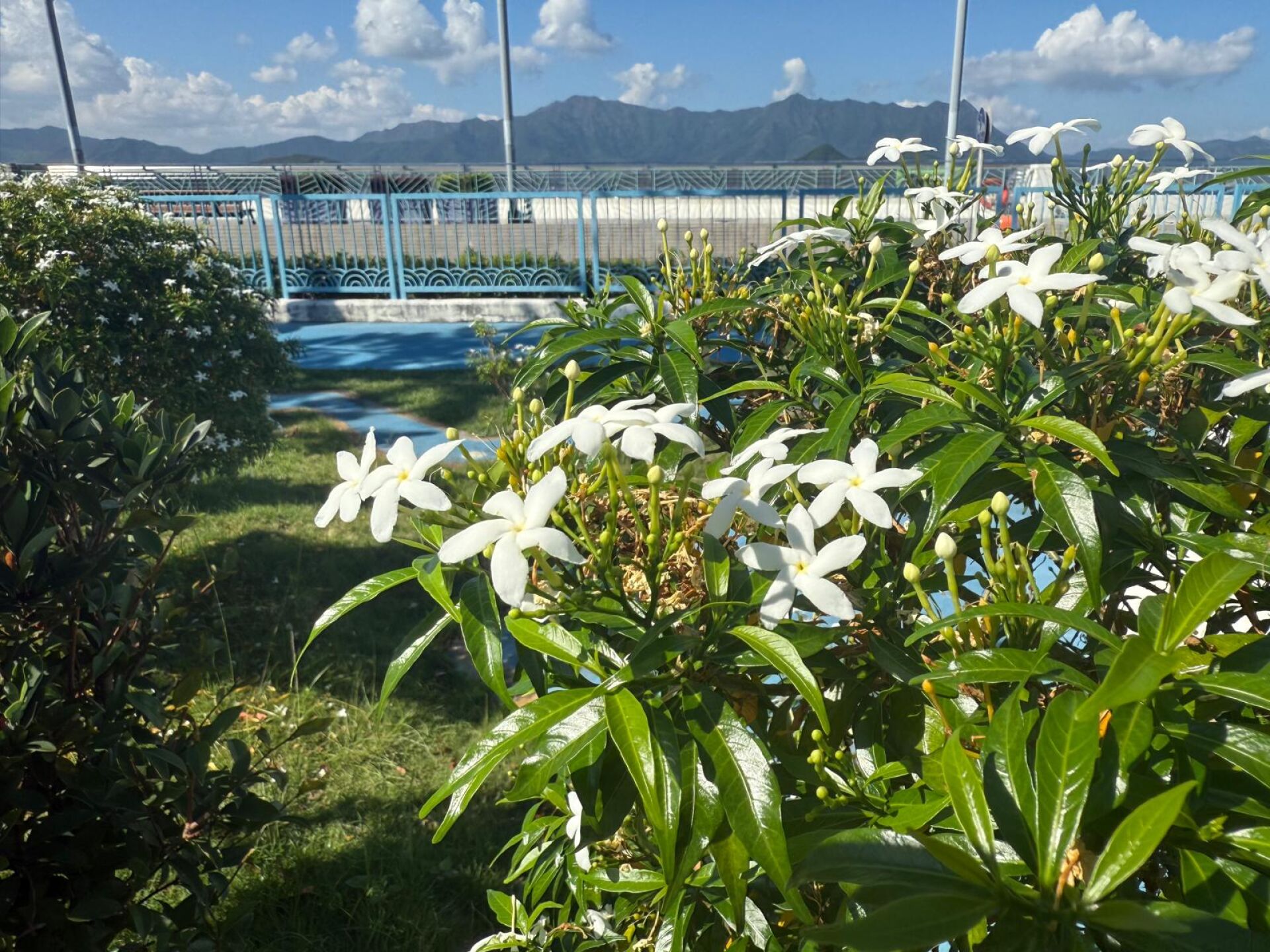 https://www.fa.gov.hk/珍珠馬茶花