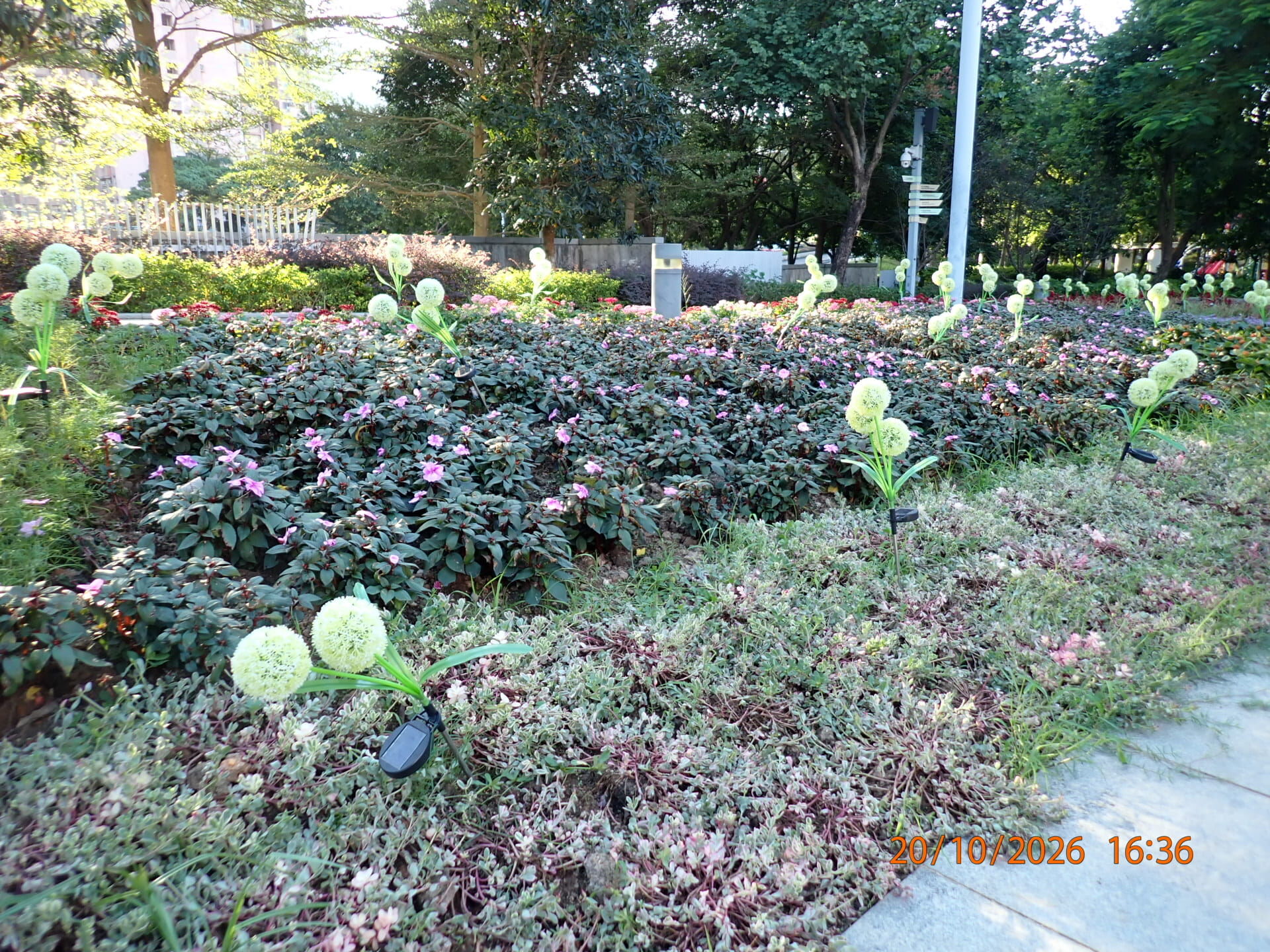 https://www.fa.gov.hk/鳯仙花