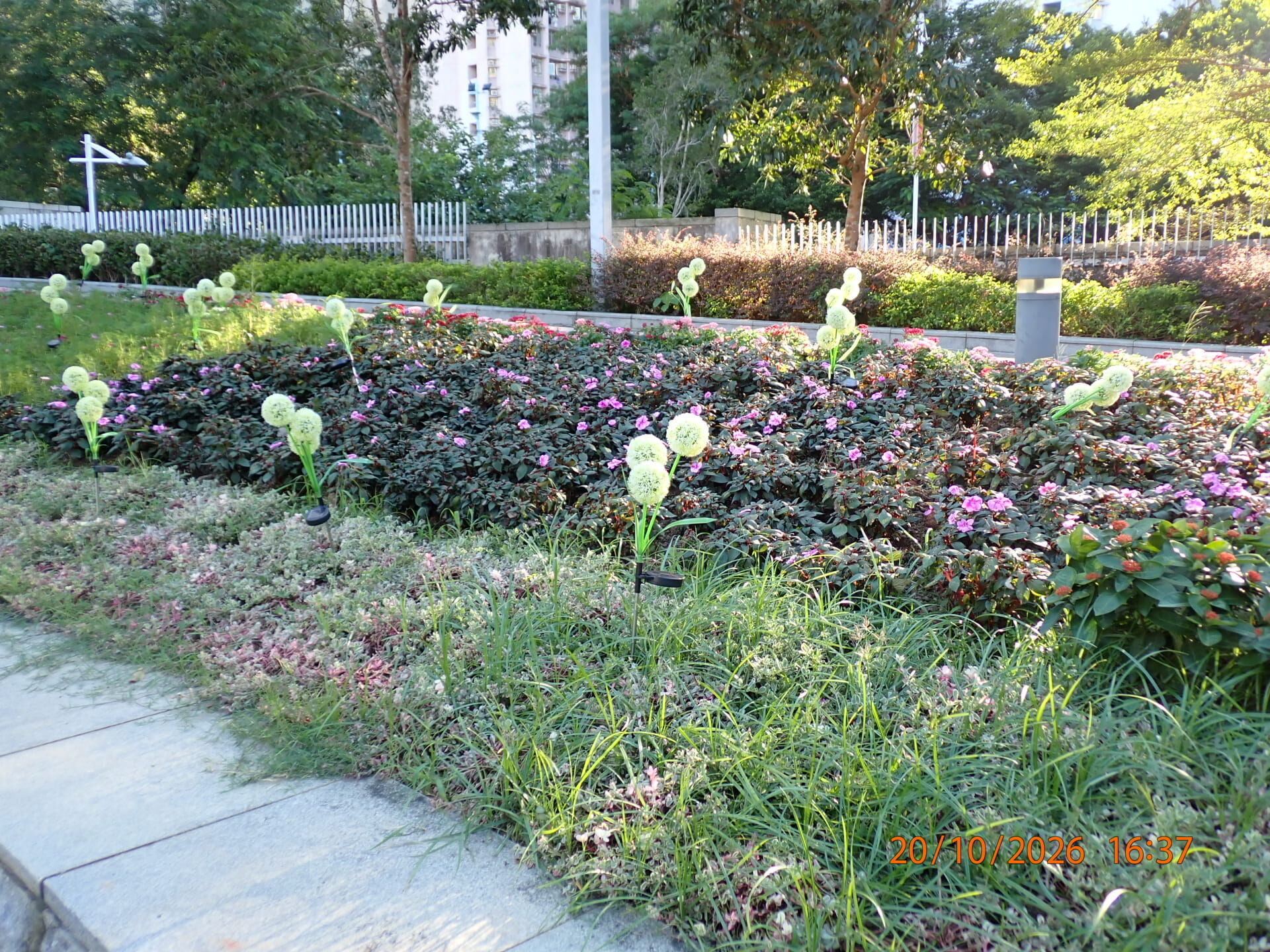 https://www.fa.gov.hk/鳯仙花