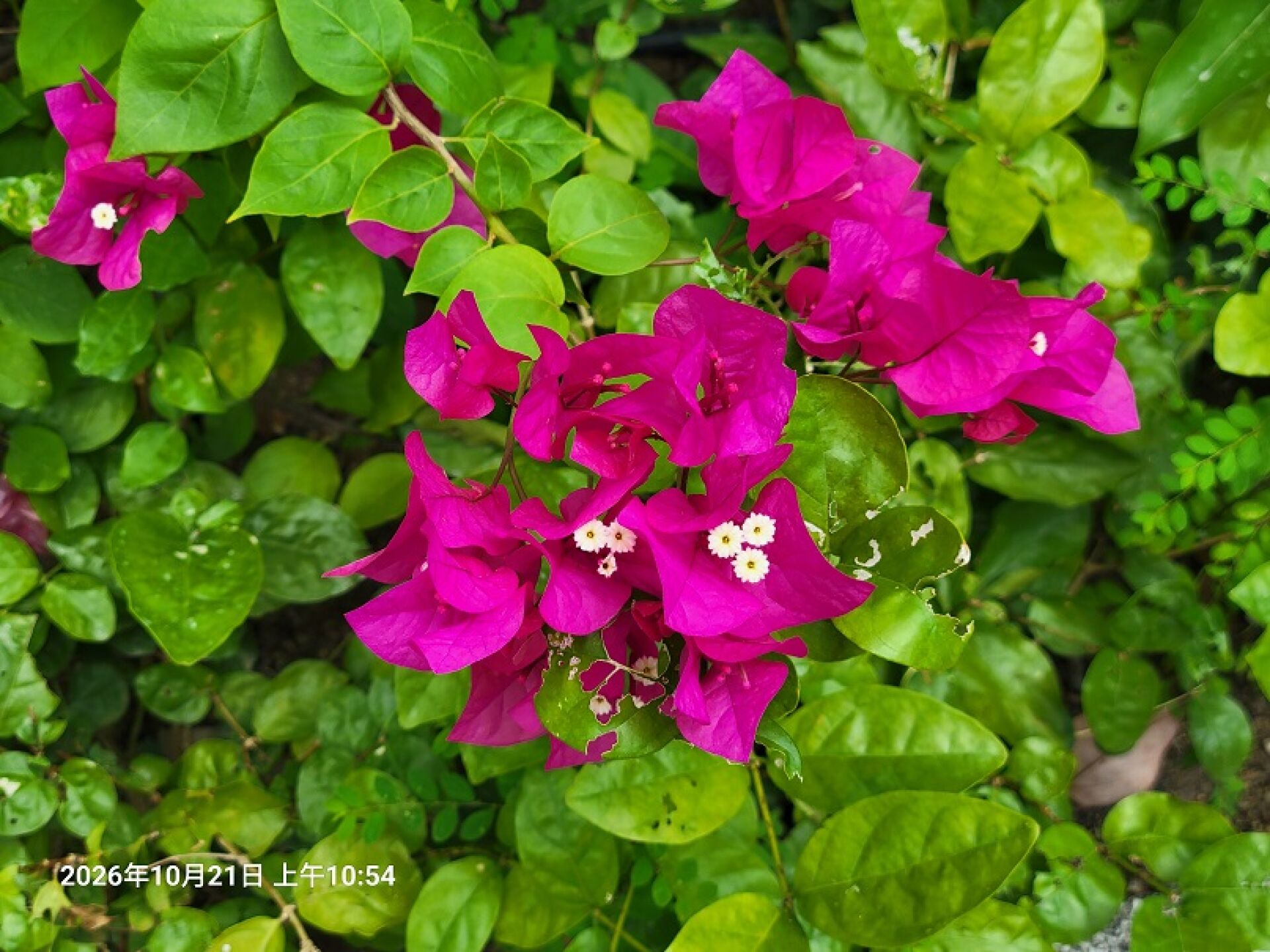https://www.fa.gov.hk/葉子花(簕杜鵑)