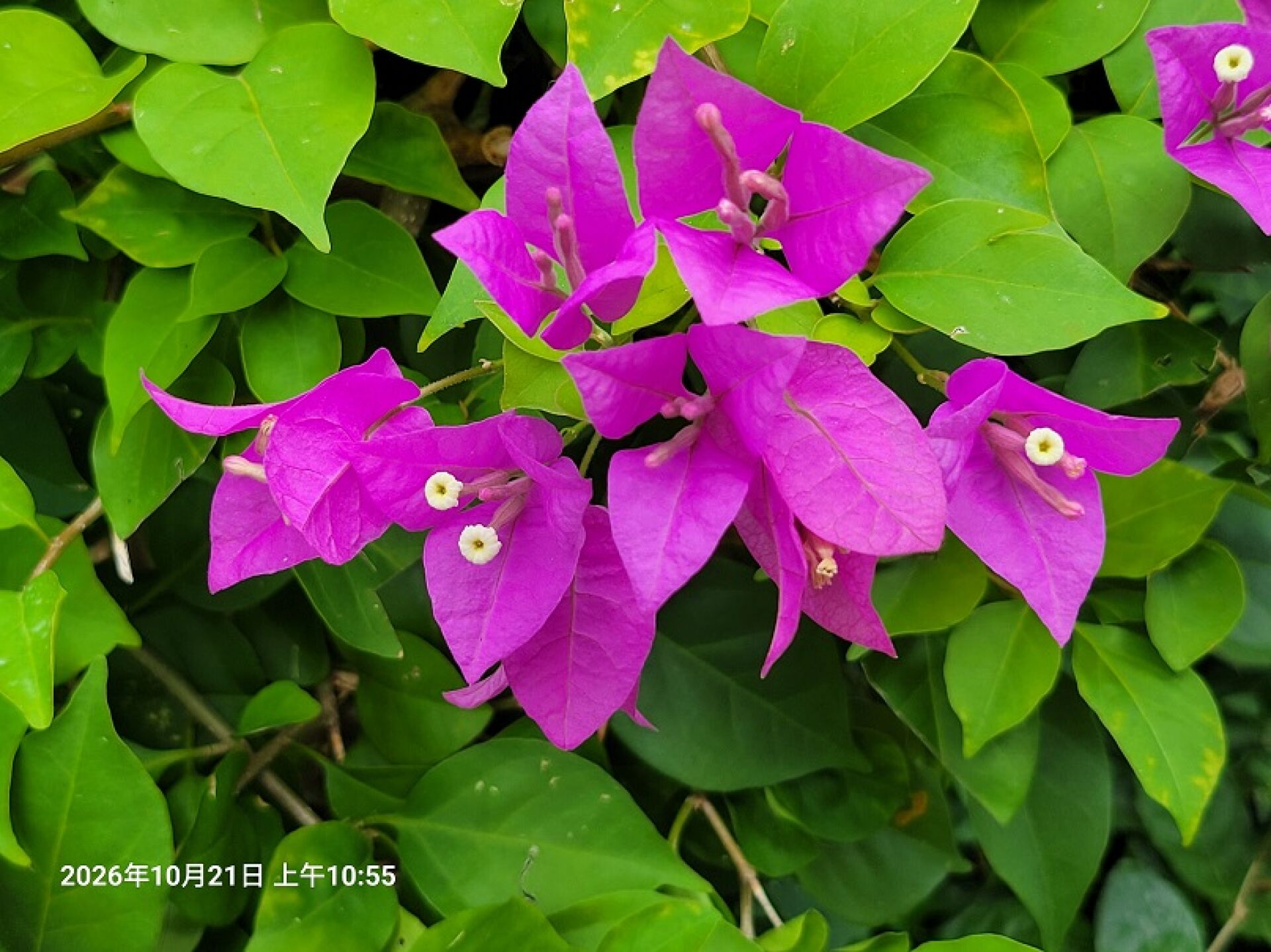 https://www.fa.gov.hk/葉子花(簕杜鵑)