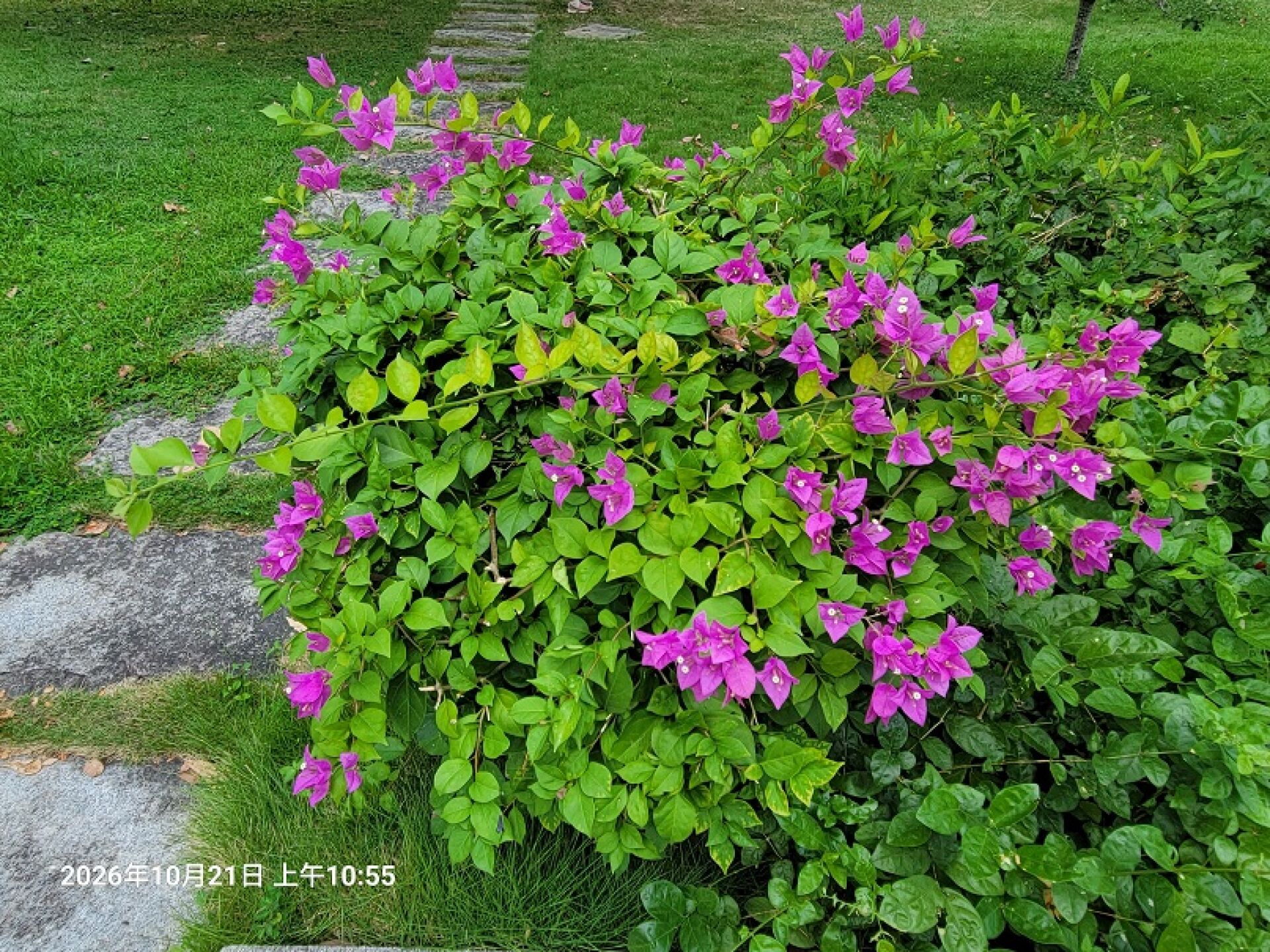 https://www.fa.gov.hk/葉子花(簕杜鵑)
