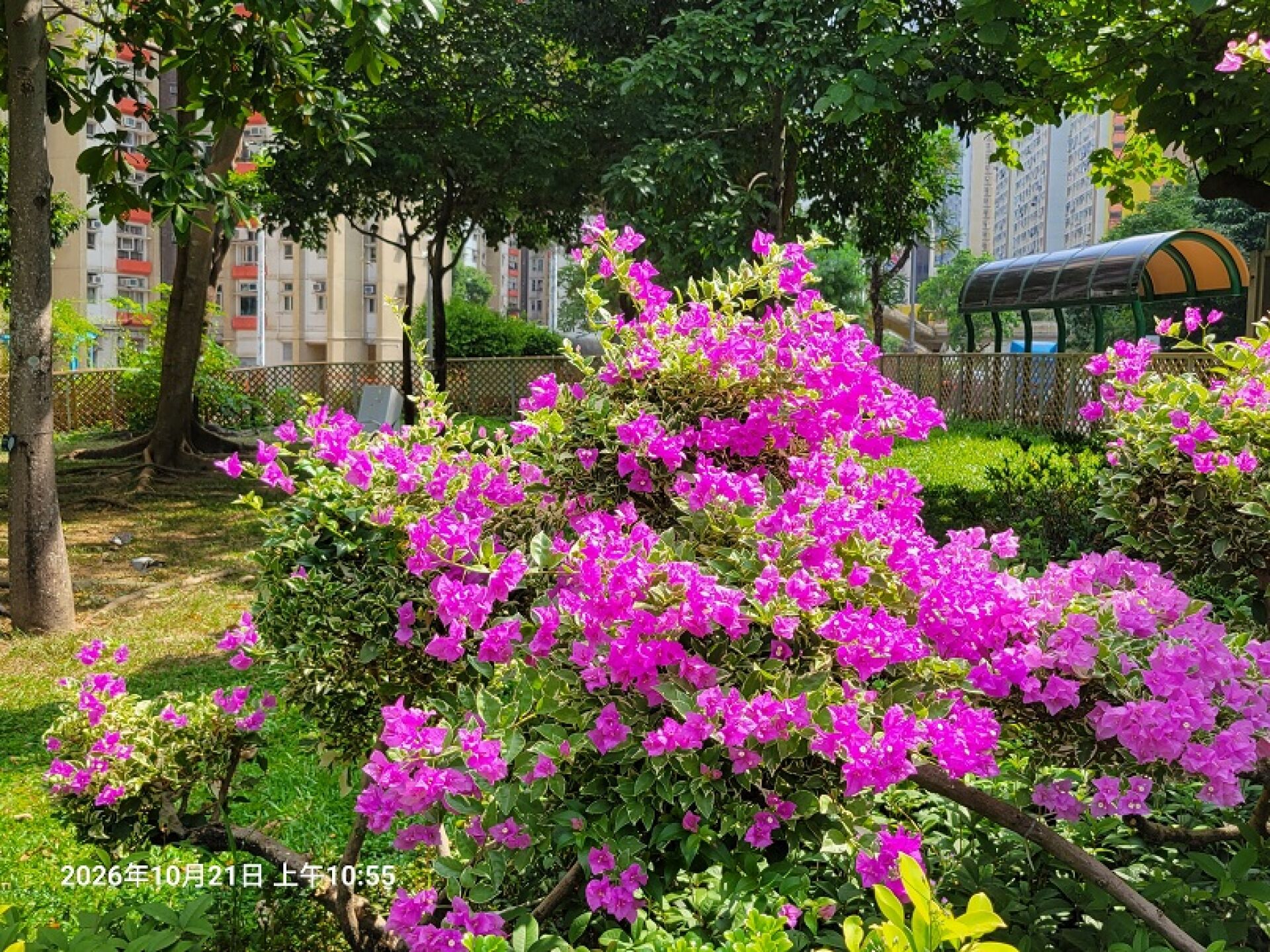 https://www.fa.gov.hk/葉子花(簕杜鵑)