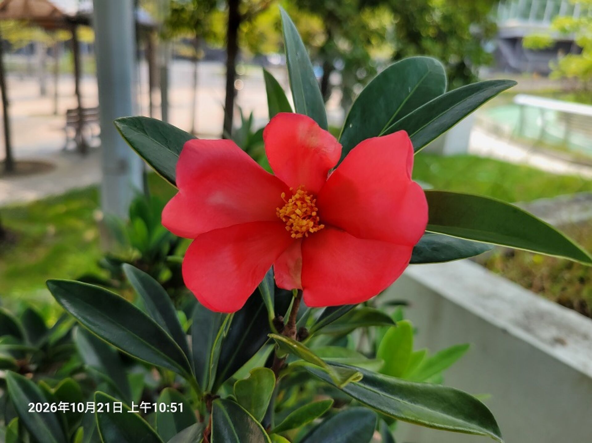 https://www.fa.gov.hk/杜鵑山茶花