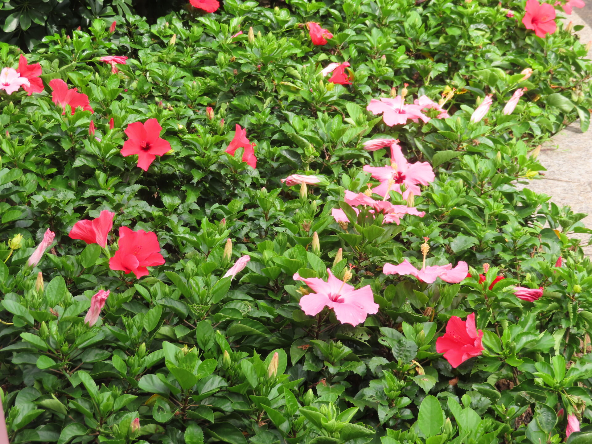 https://www.fa.gov.hk/朱槿(扶桑、大紅花)