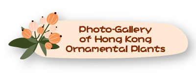 Photo-Gallery of Hong Kong Ornamental Plants