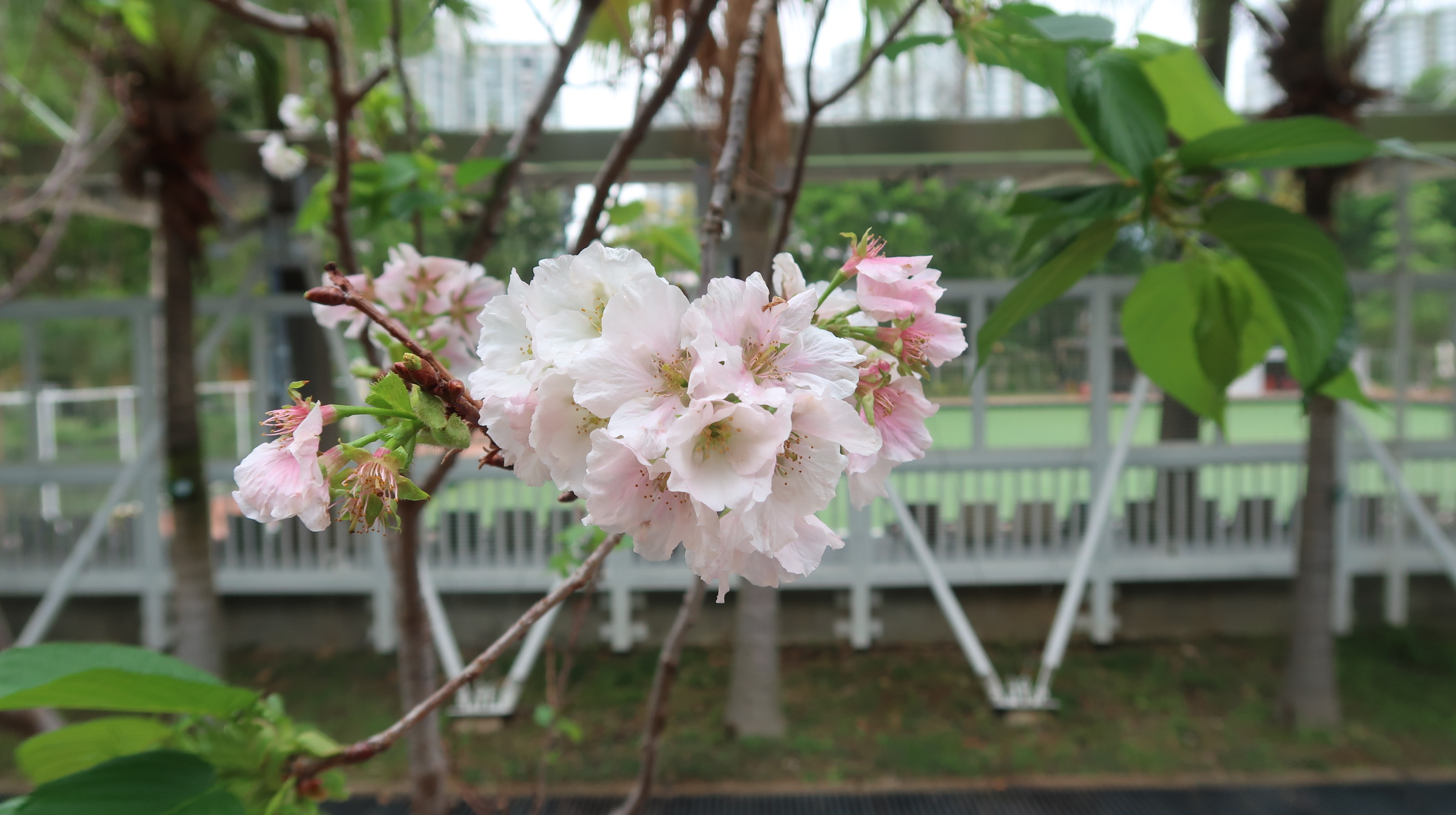 Near Bowling Greens (30.03.2023)