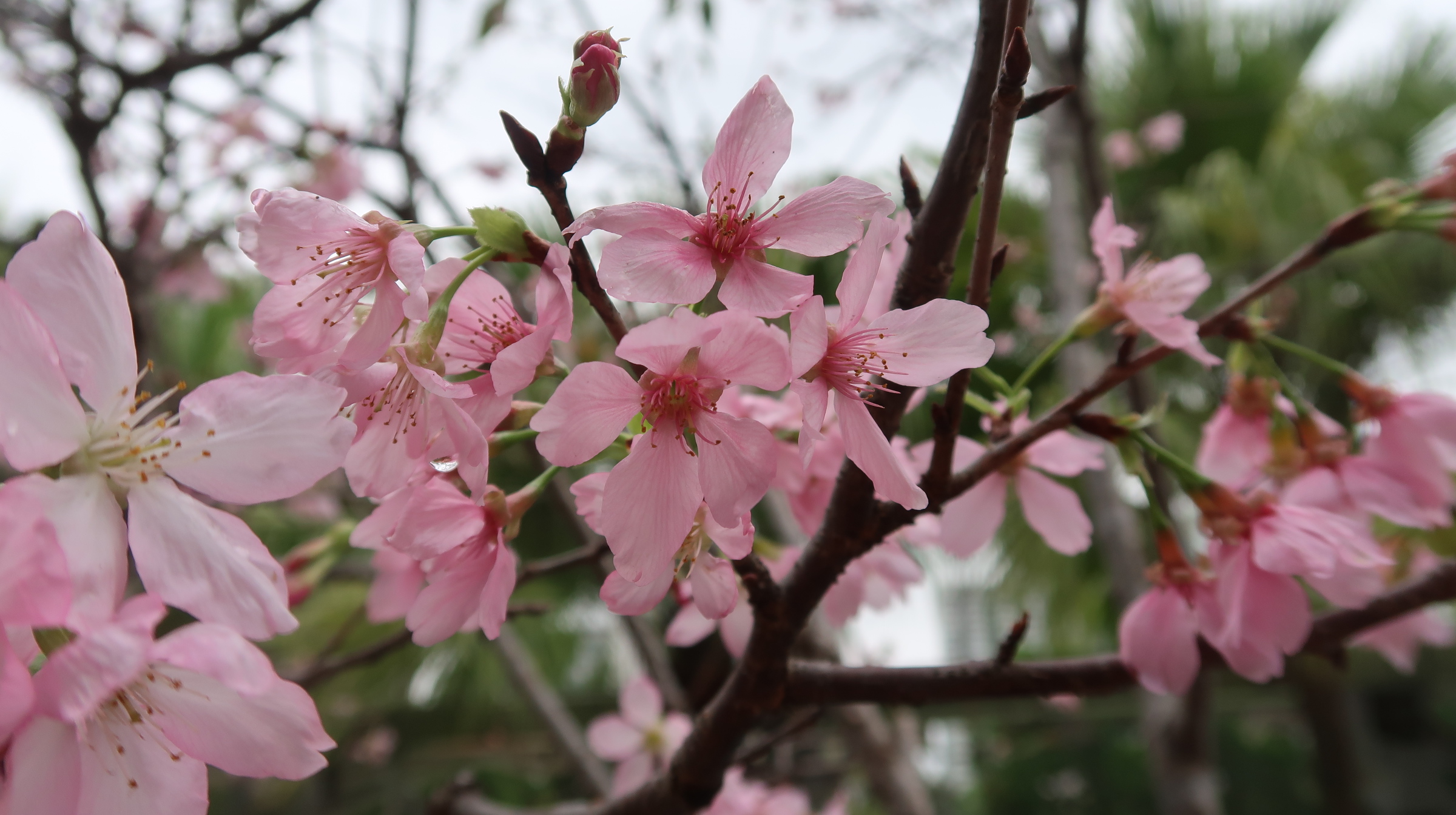 Near Bowling Greens (30.03.2023)