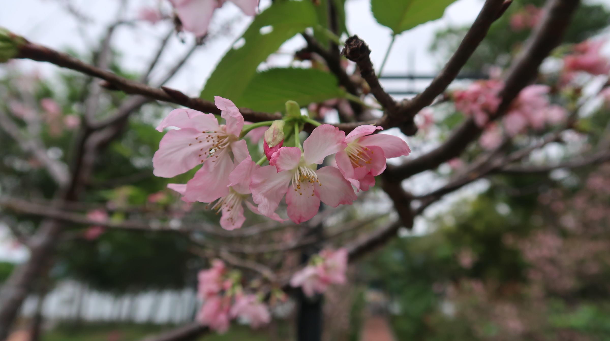 Chinese Garden (30.03.2023)