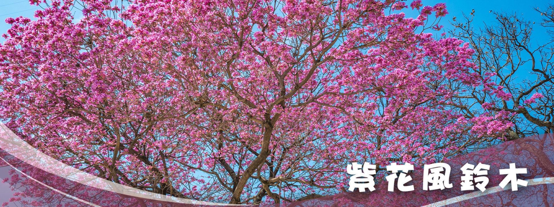 紫花風鈴木