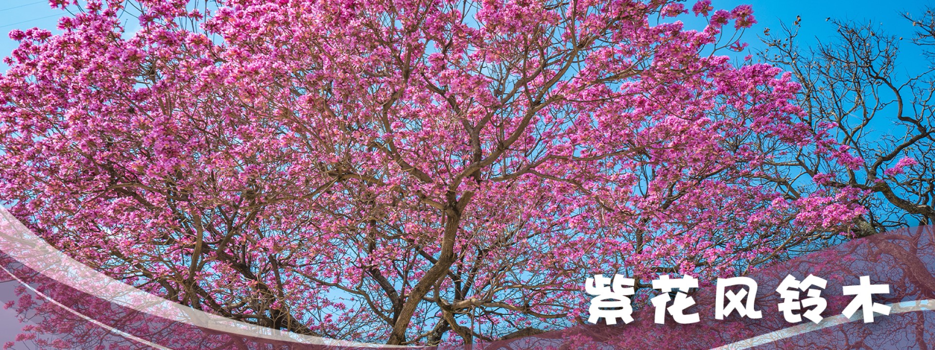 紫花风铃木