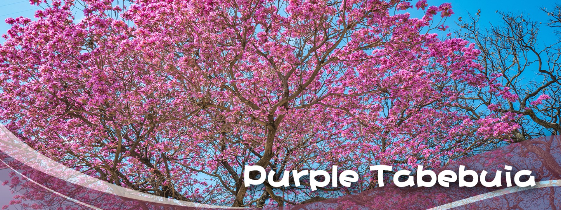 Purple Tabebuia