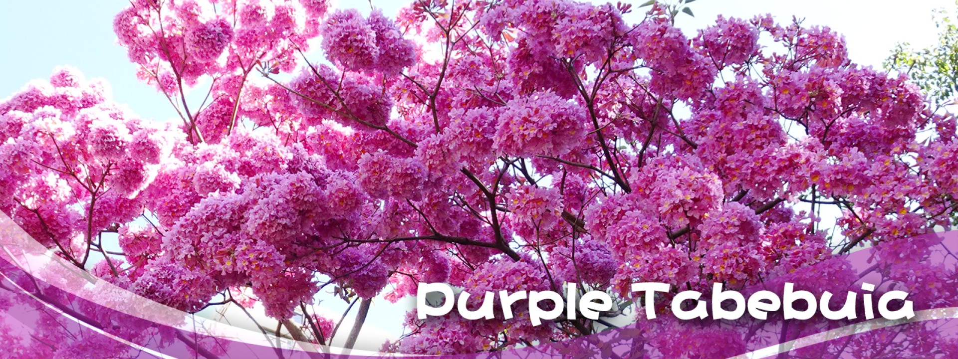 紫花風鈴木