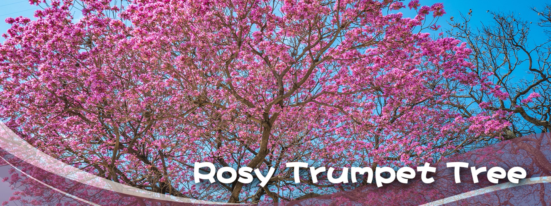 Rosy Trumpet Tree