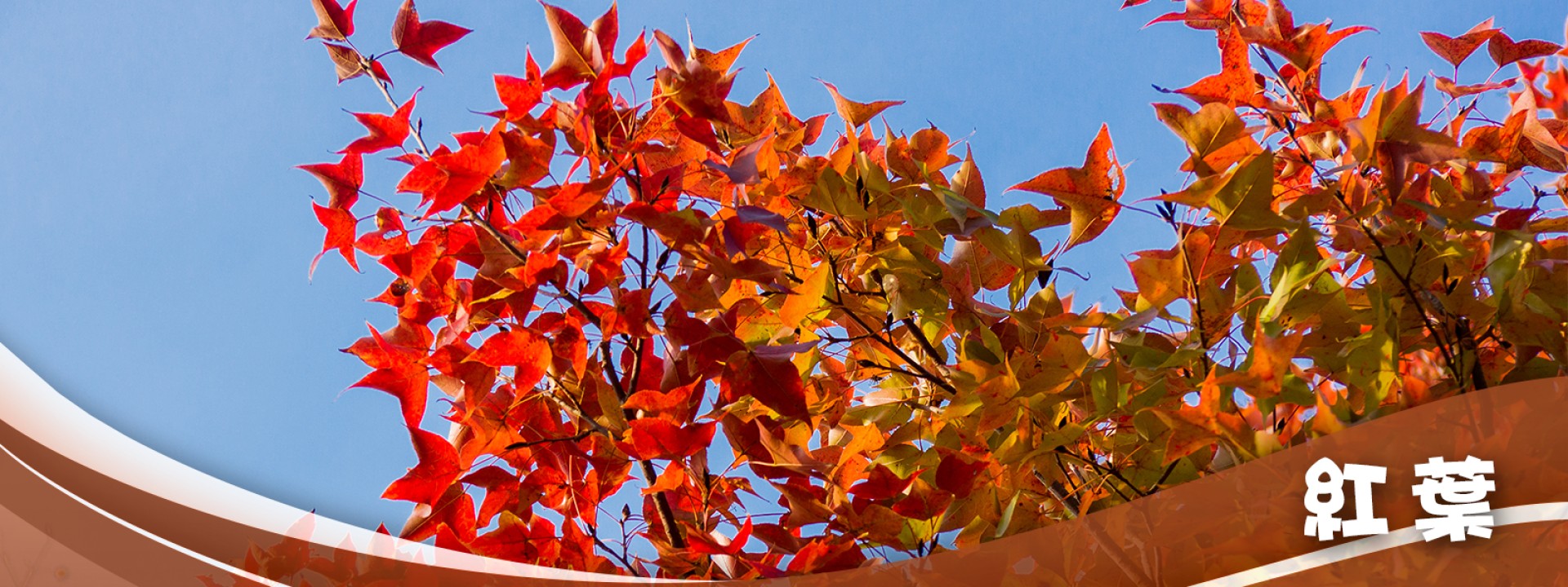 紅葉