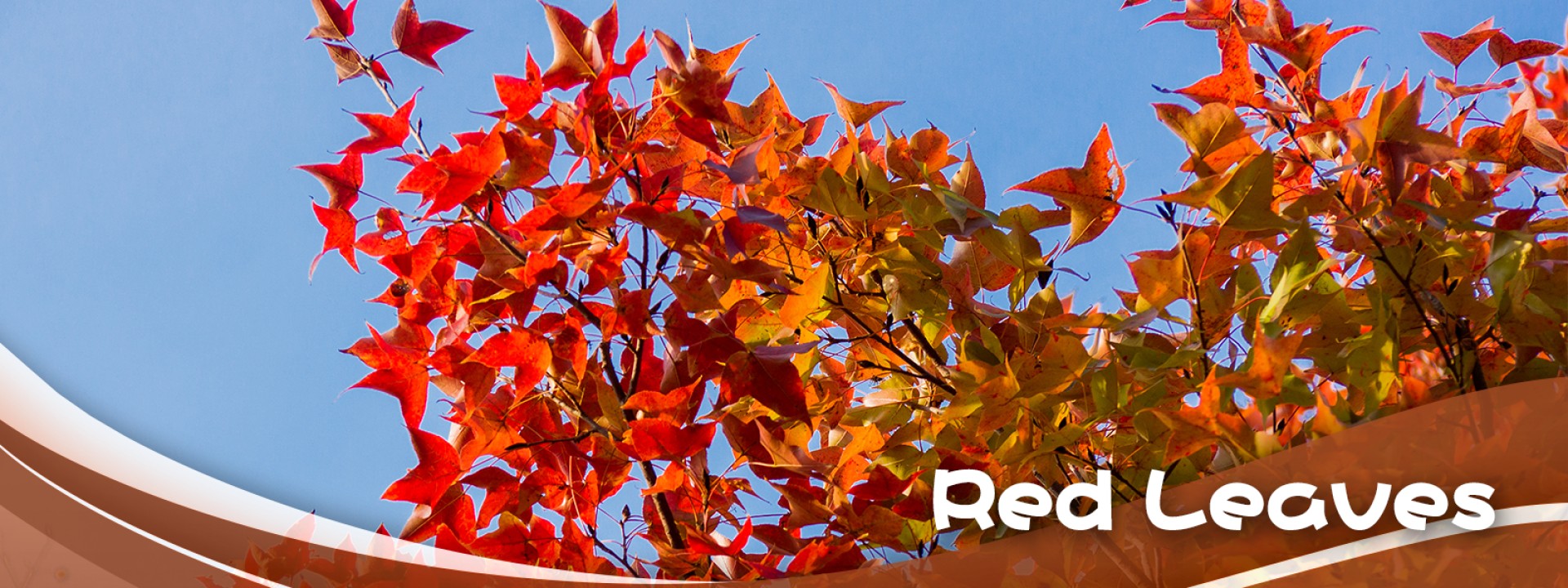 Red Leaves