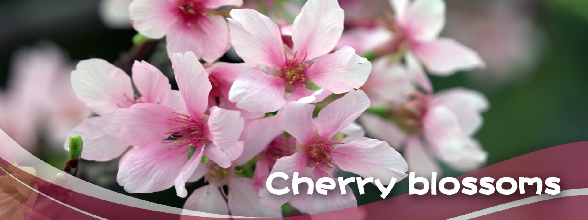 Cherry blossoms