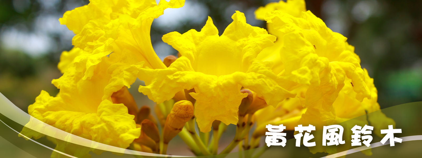 黃花風鈴木