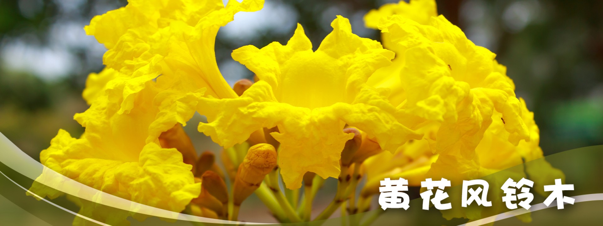 黄花风铃木