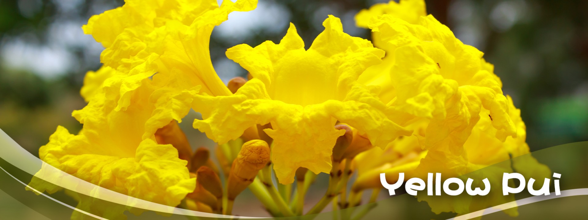 Yellow Pui 