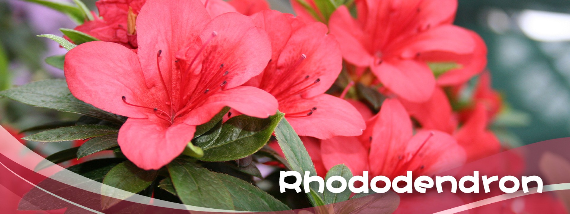 Rhododendron