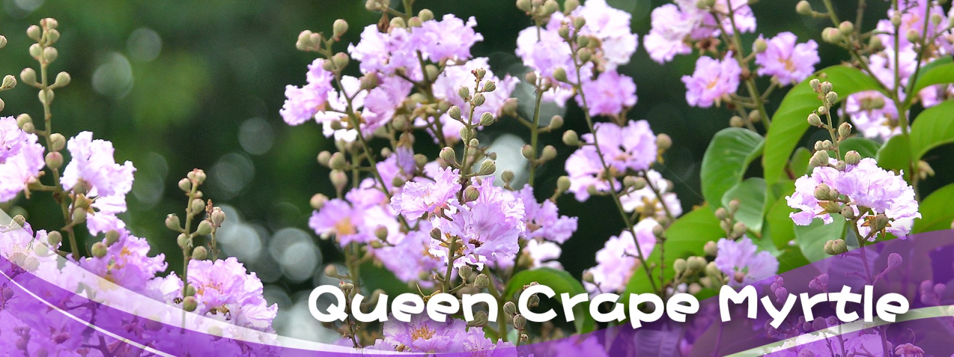 Queen Crape Myrtle