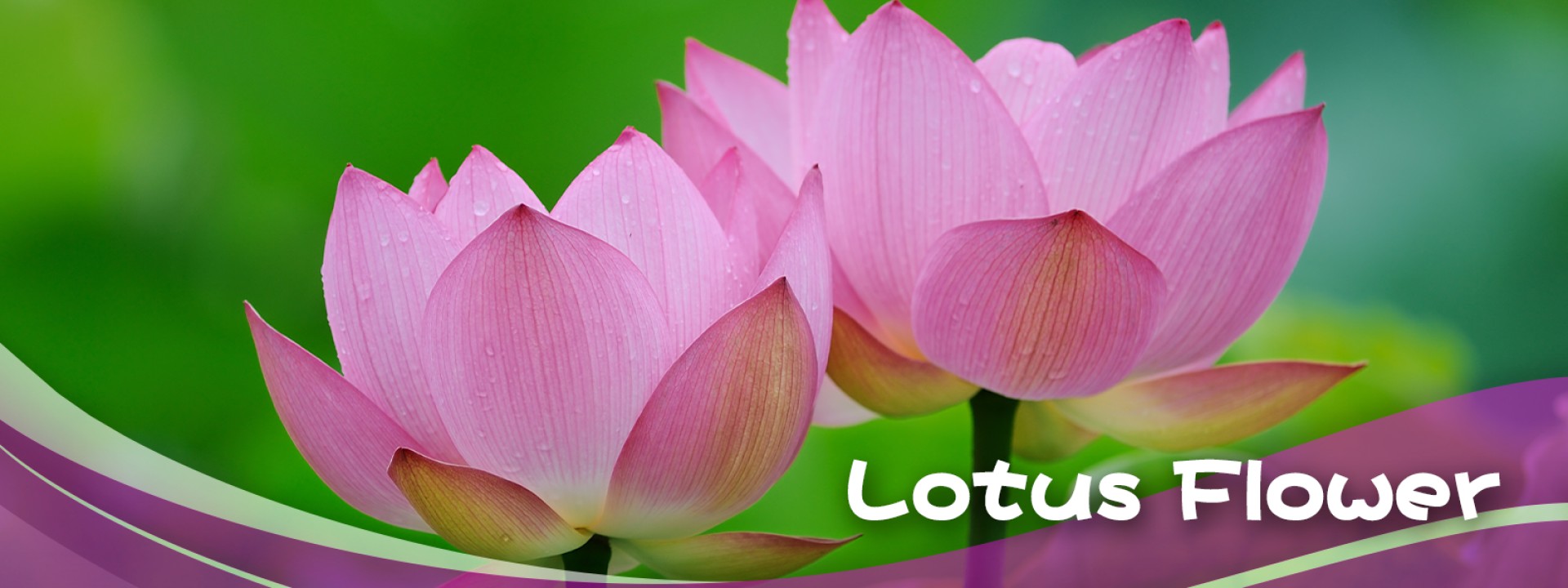 Lotus Flower 