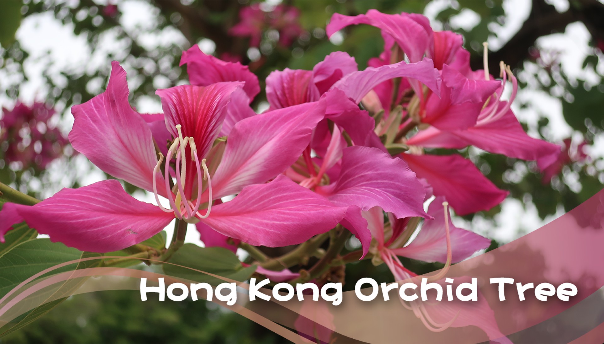 Hong Kong Tree Pattern Hong Kong Orchid Tree | Flower Appreciation