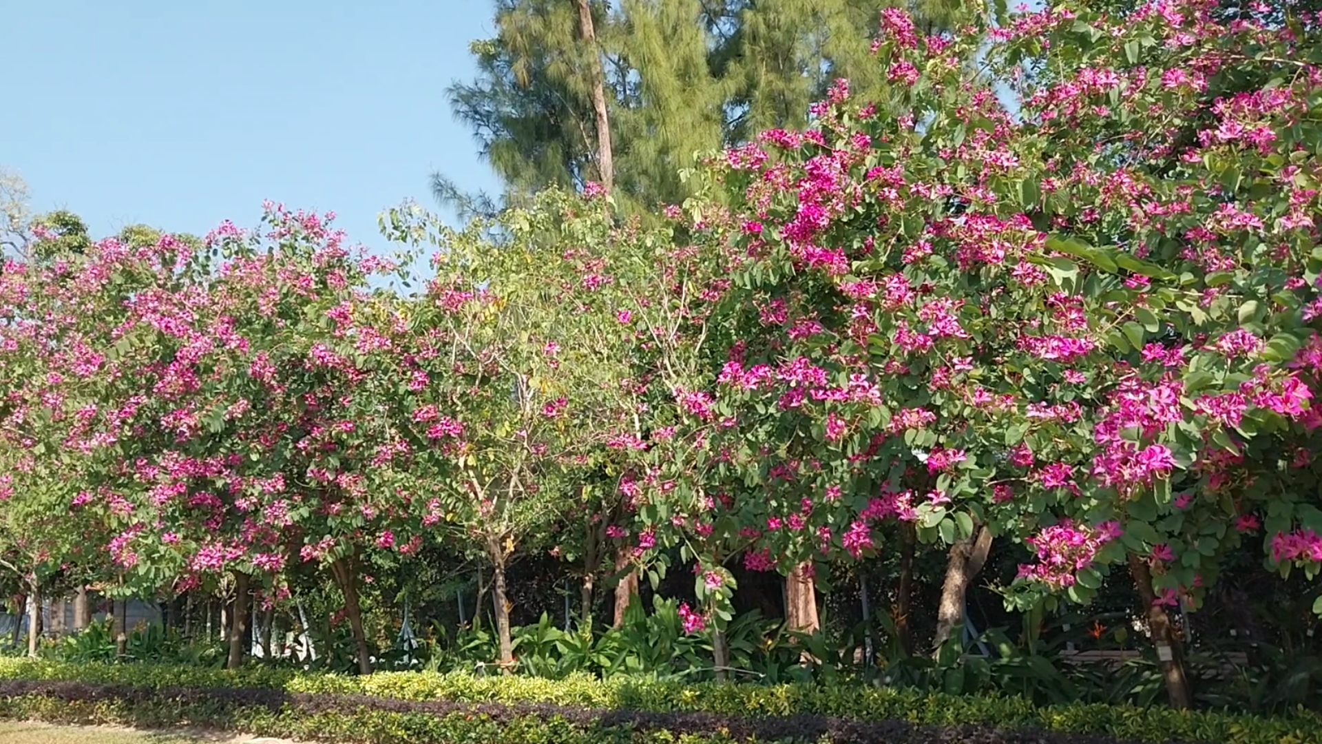 Hong Kong Orchid Tree | Flower Appreciation