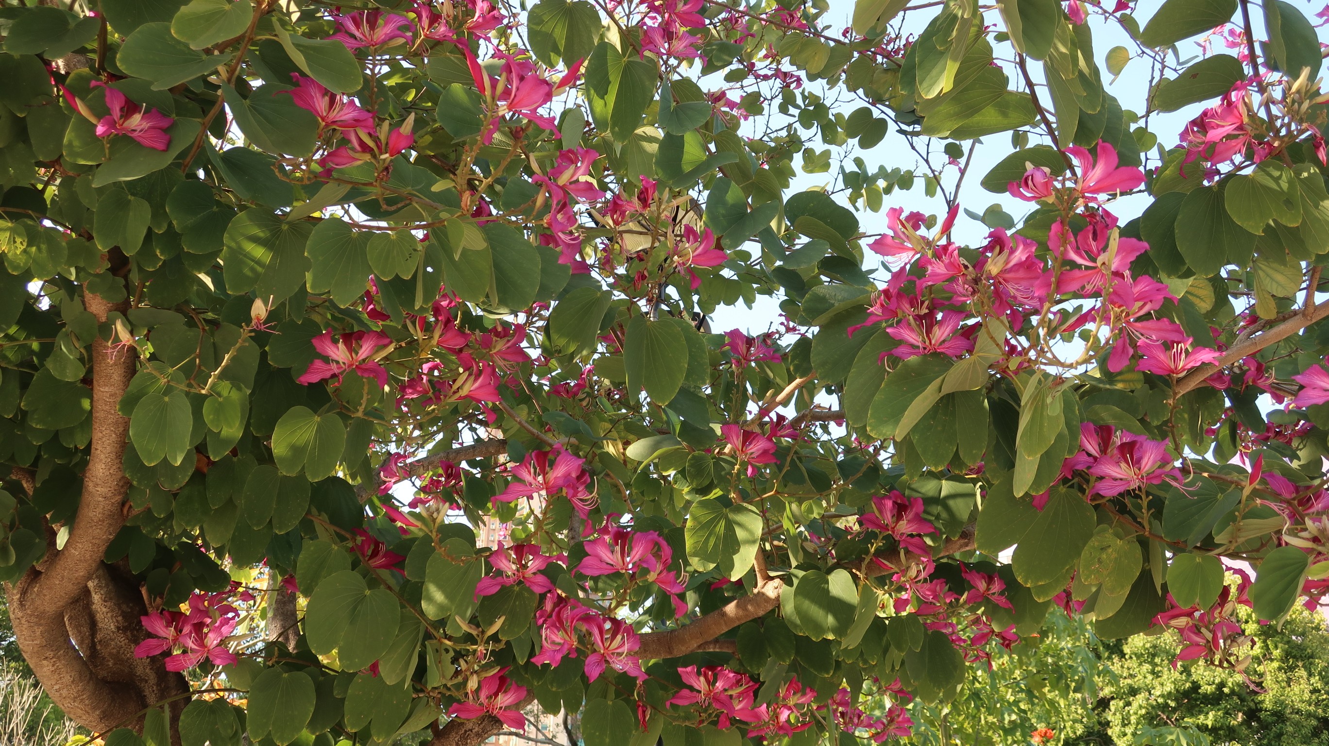 Hong Kong Orchid Tree | Flower Appreciation