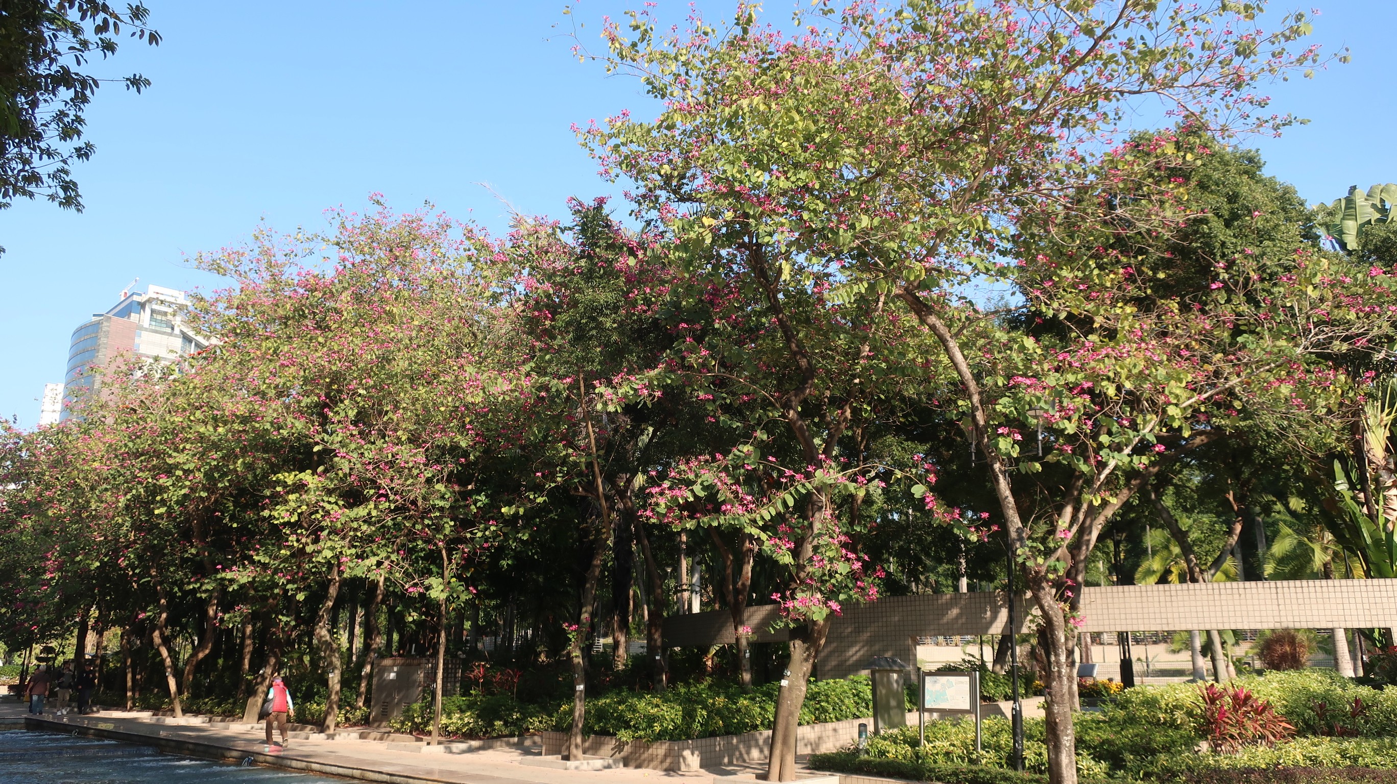 Hong Kong Orchid Tree | Flower Appreciation