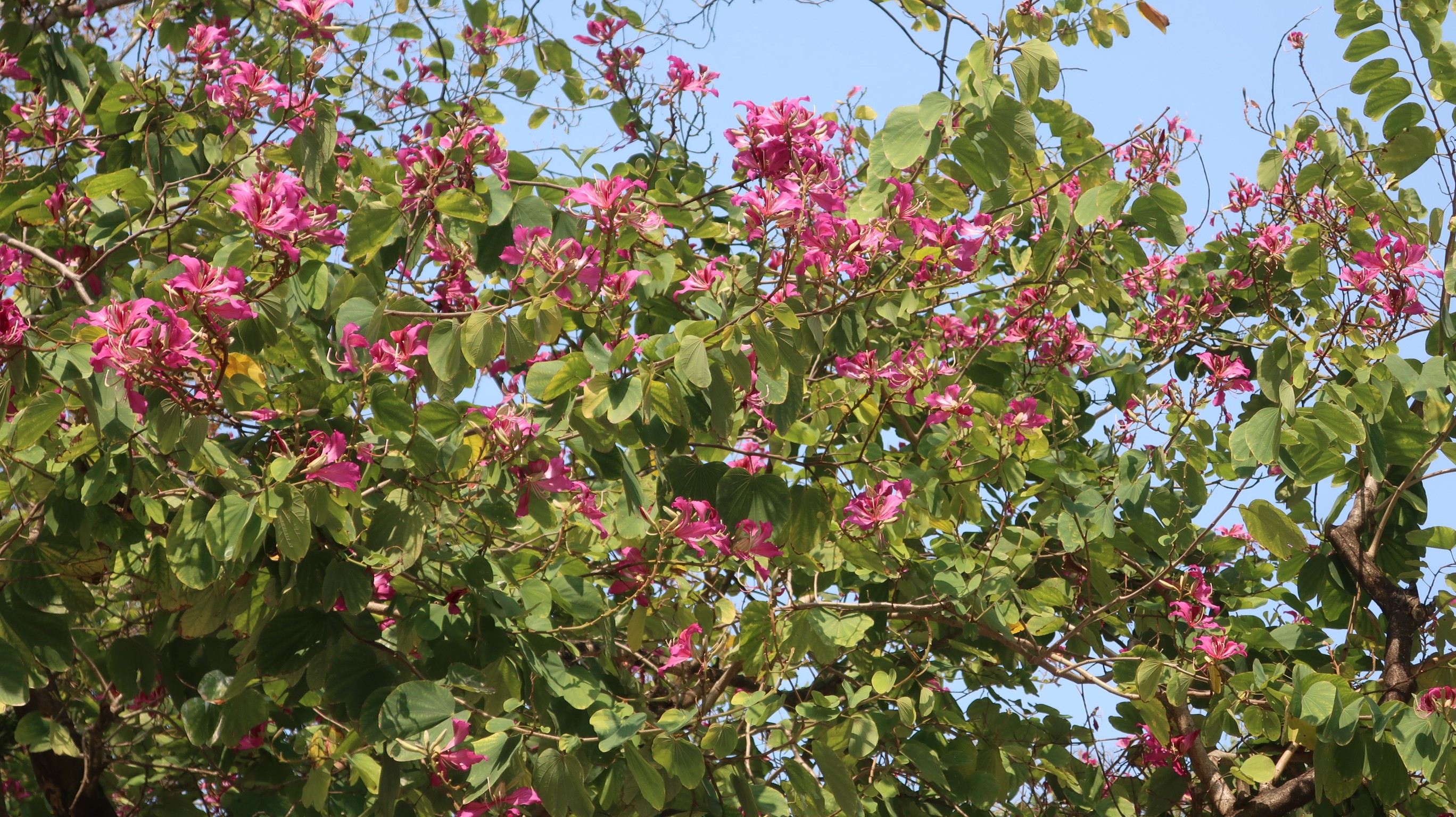 Hong Kong Orchid Tree | Flower Appreciation