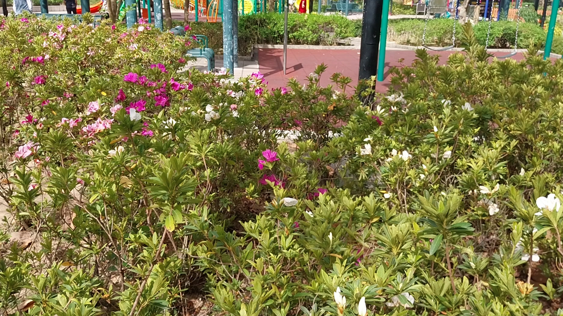 17.04.2025 (sparse flowers)
