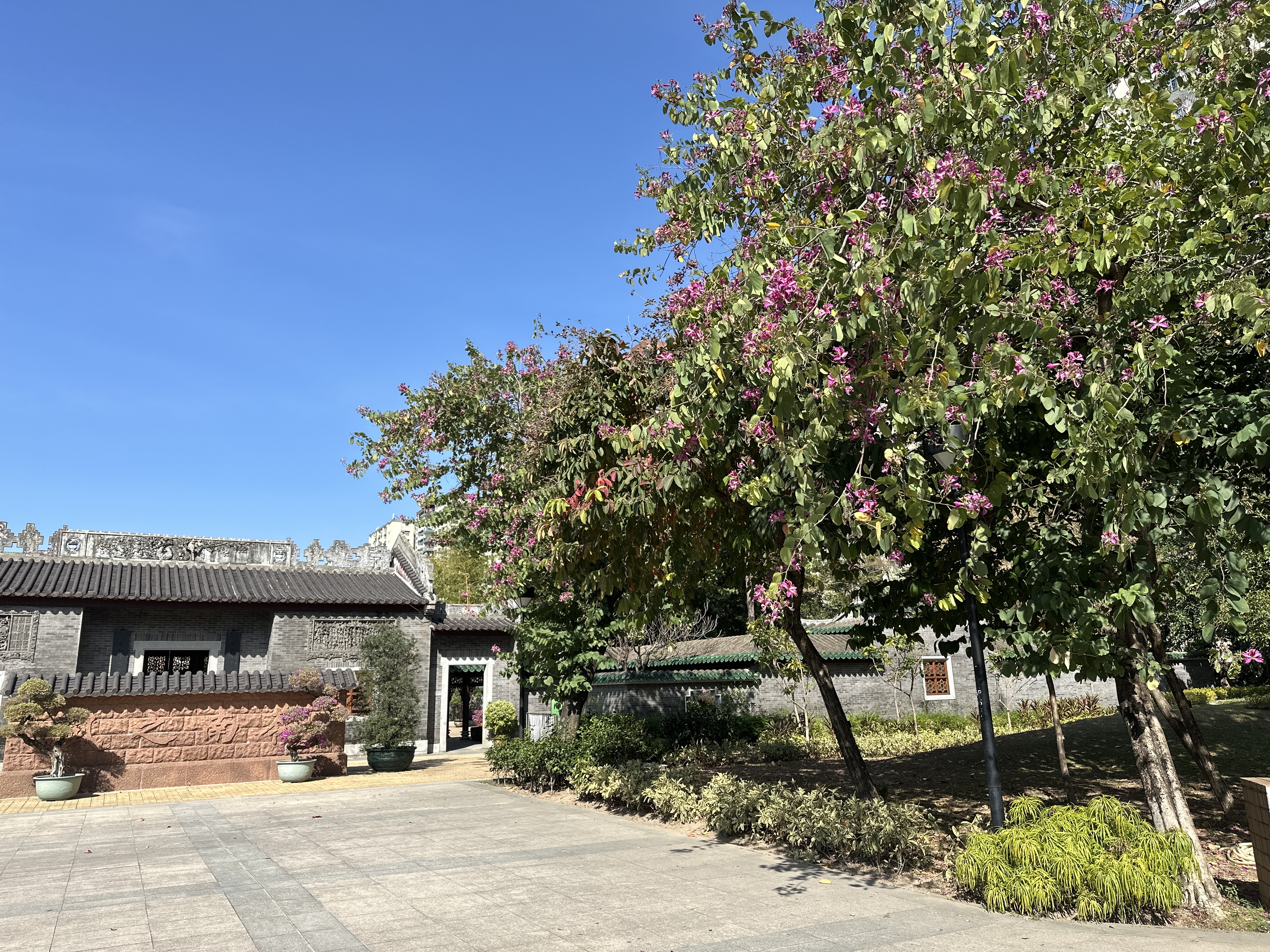 06.03.2025 (花朵疏落)