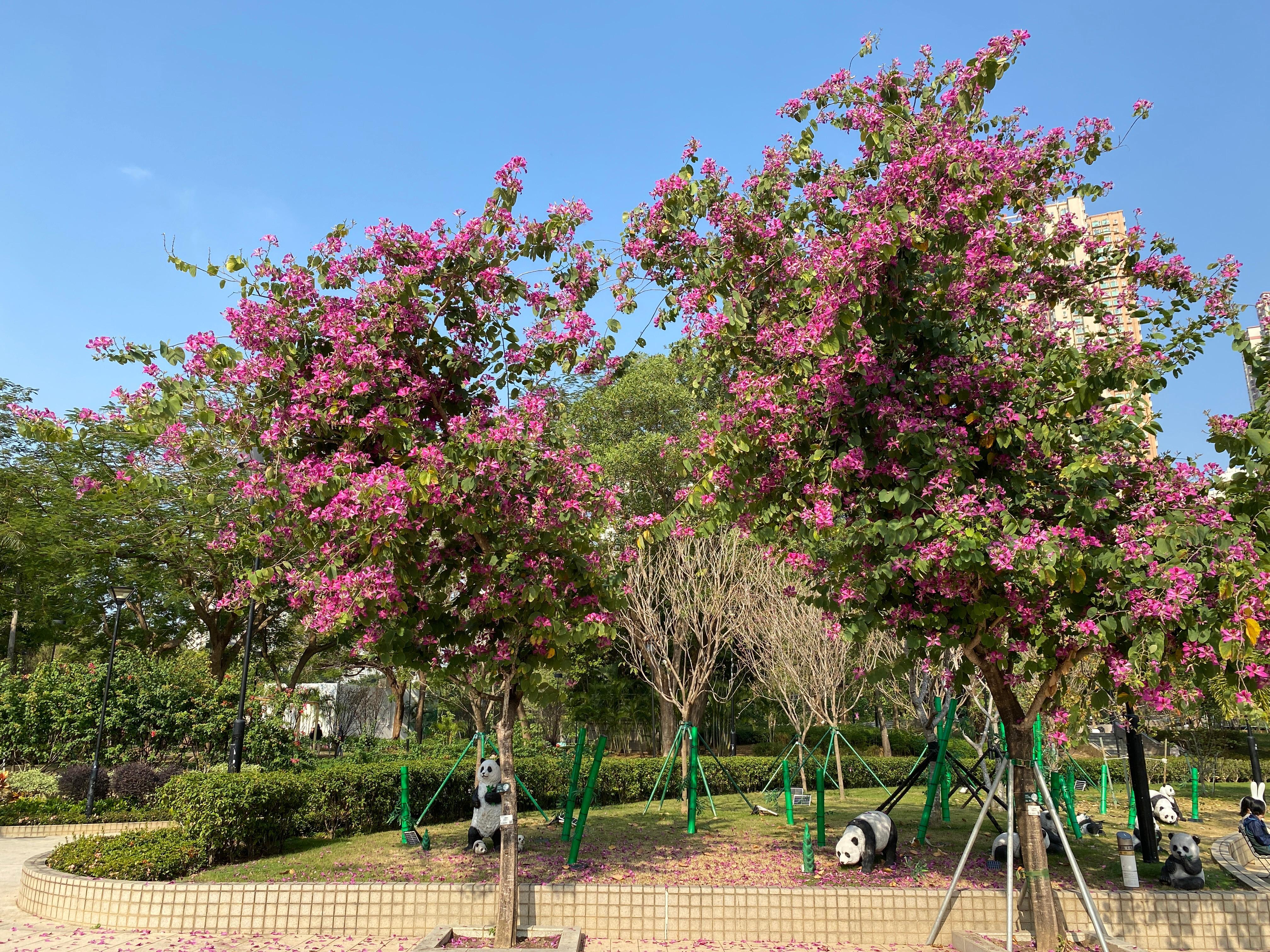 06.03.2025 (sparse flowers)