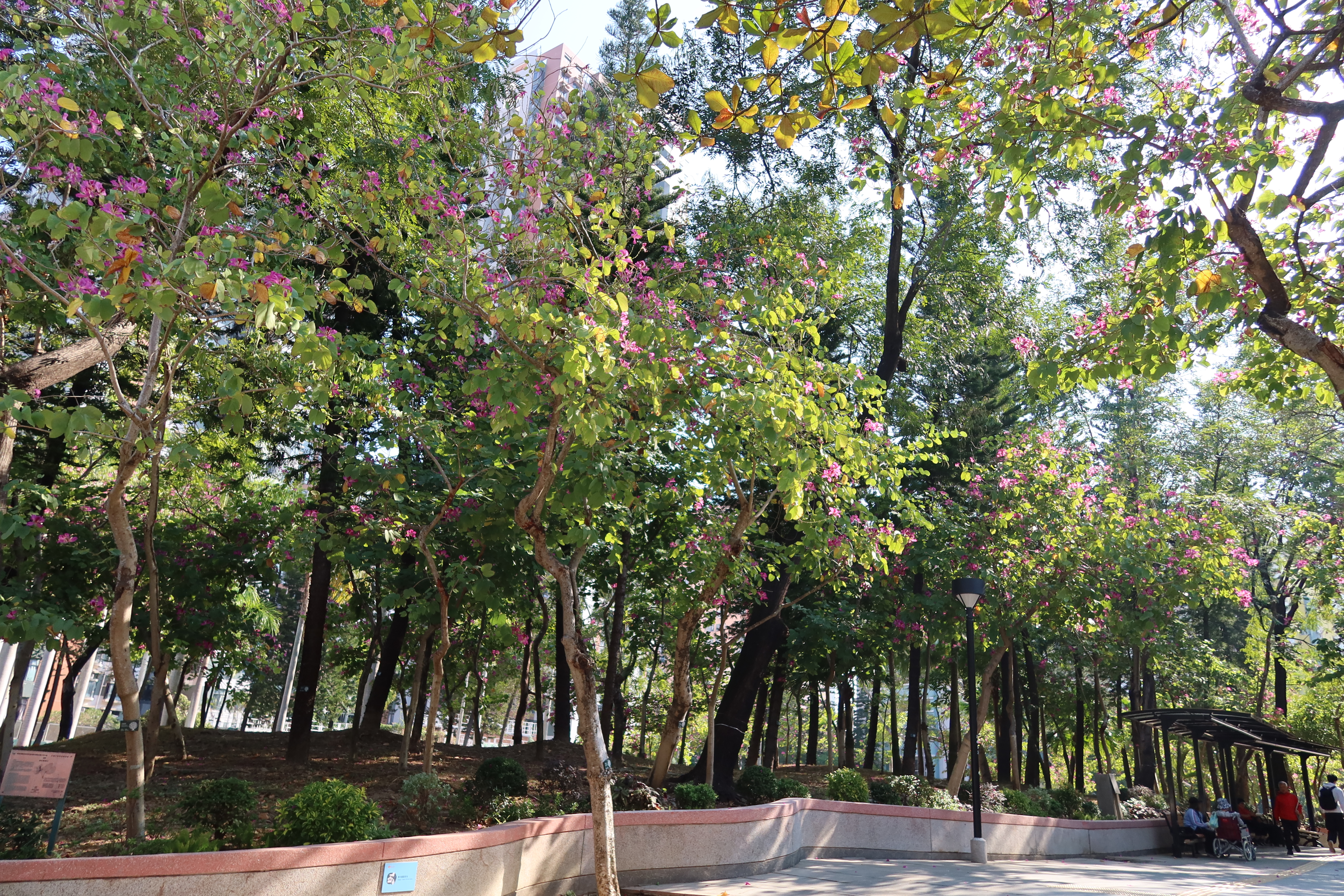 27.02.2025 (sparse flowers)