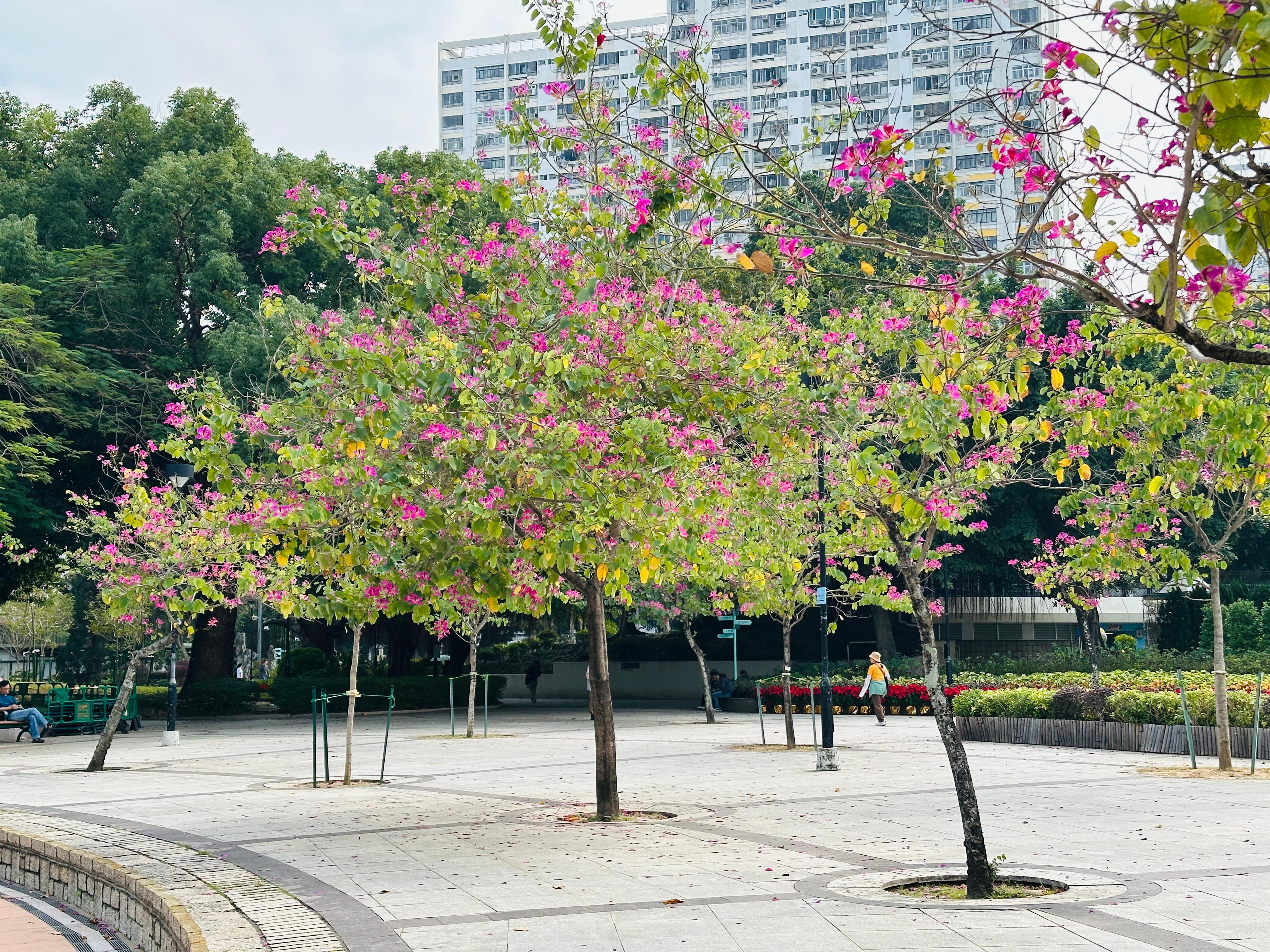 27.02.2025 (sparse flowers)