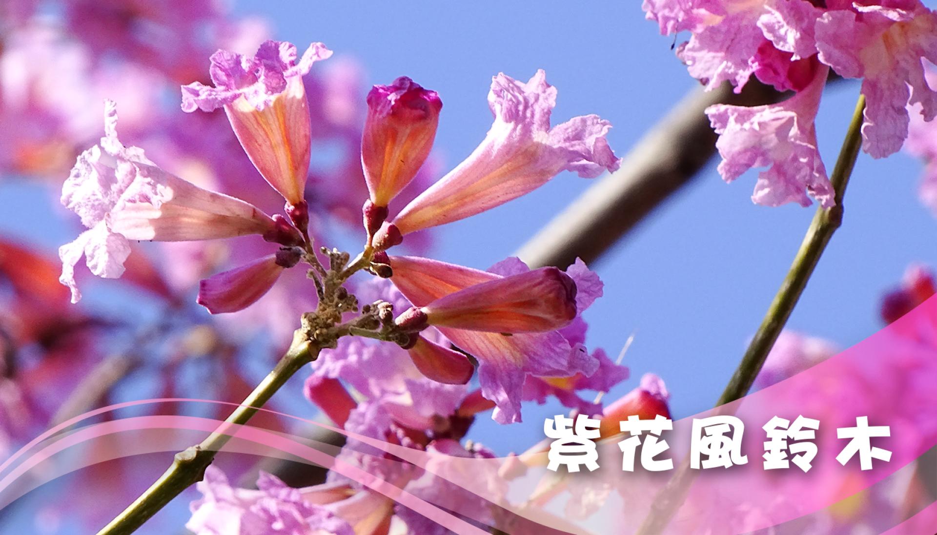 紫花風鈴木 | 康文賞花情報
