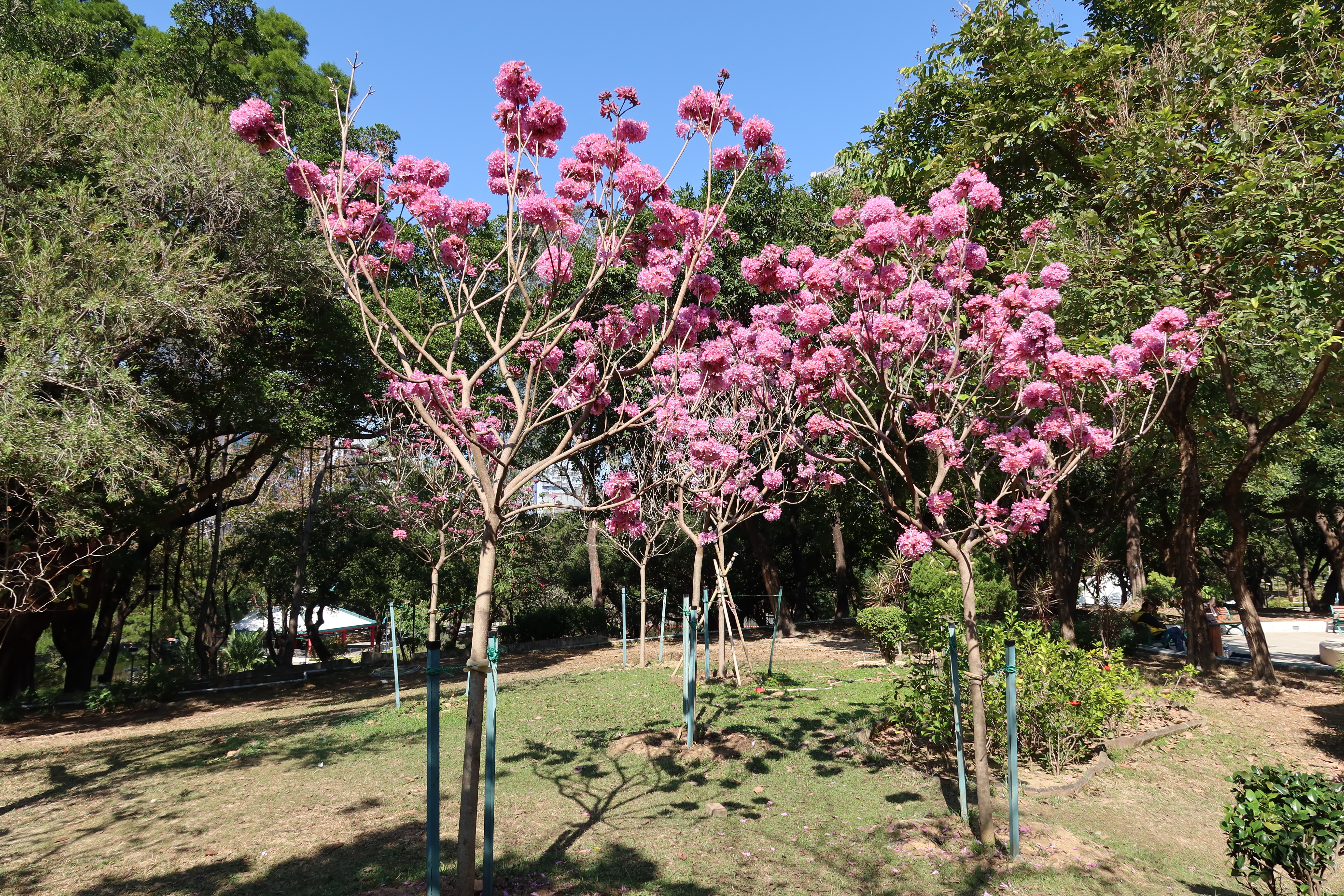 06.02.2025 (sparse flowers)