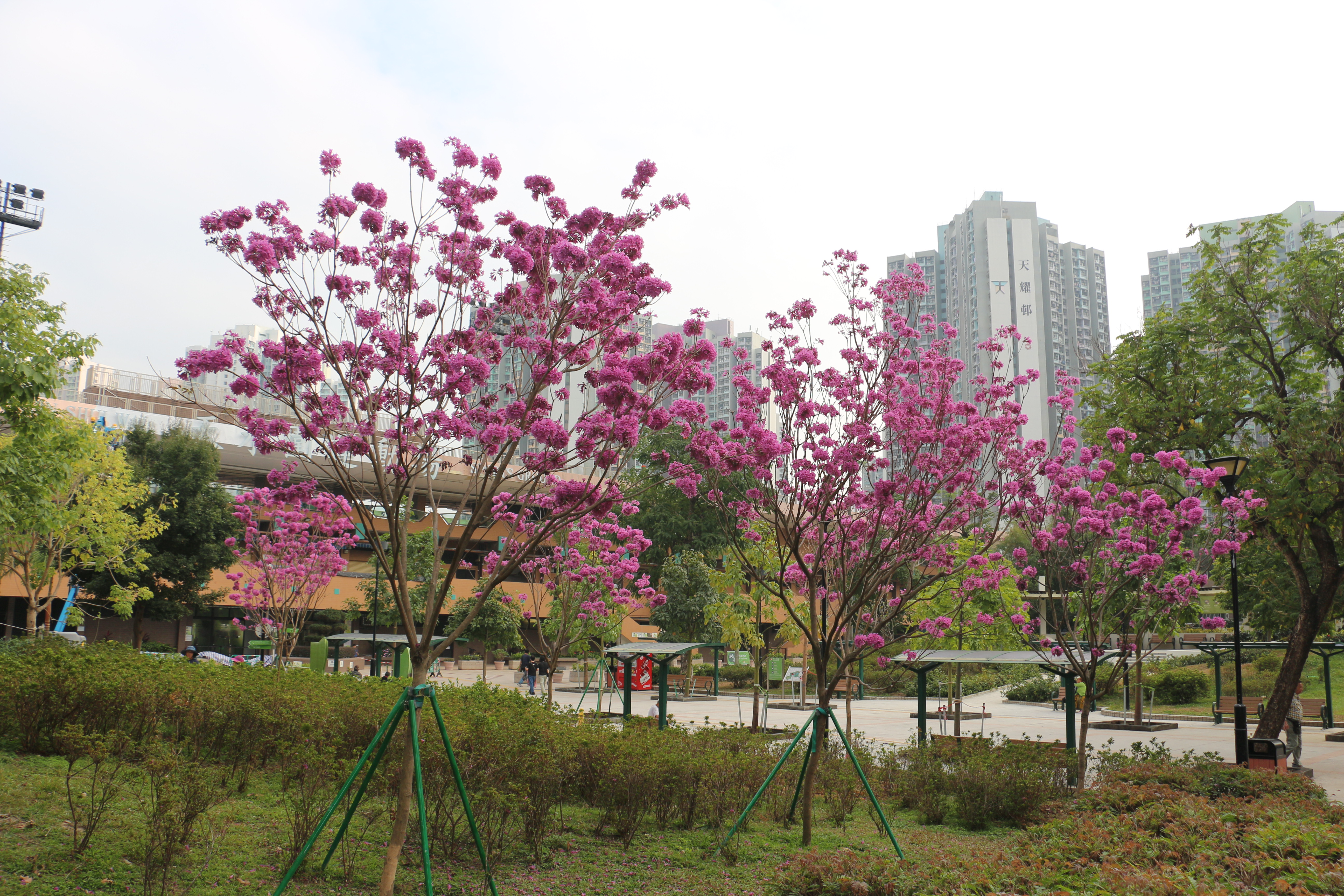 16.01.2025 (花朵疏落)