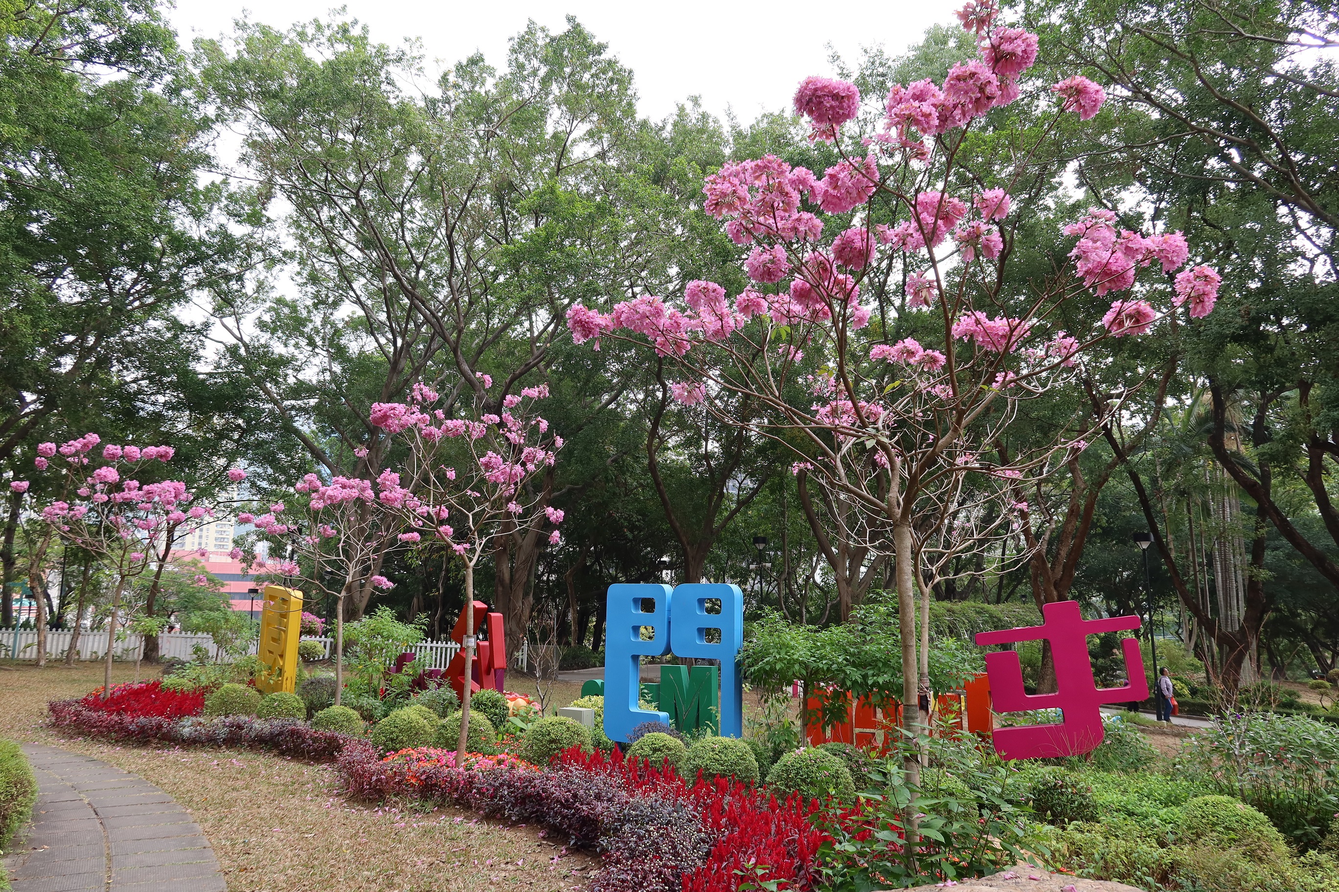 06.02.2025 (花朵疏落)