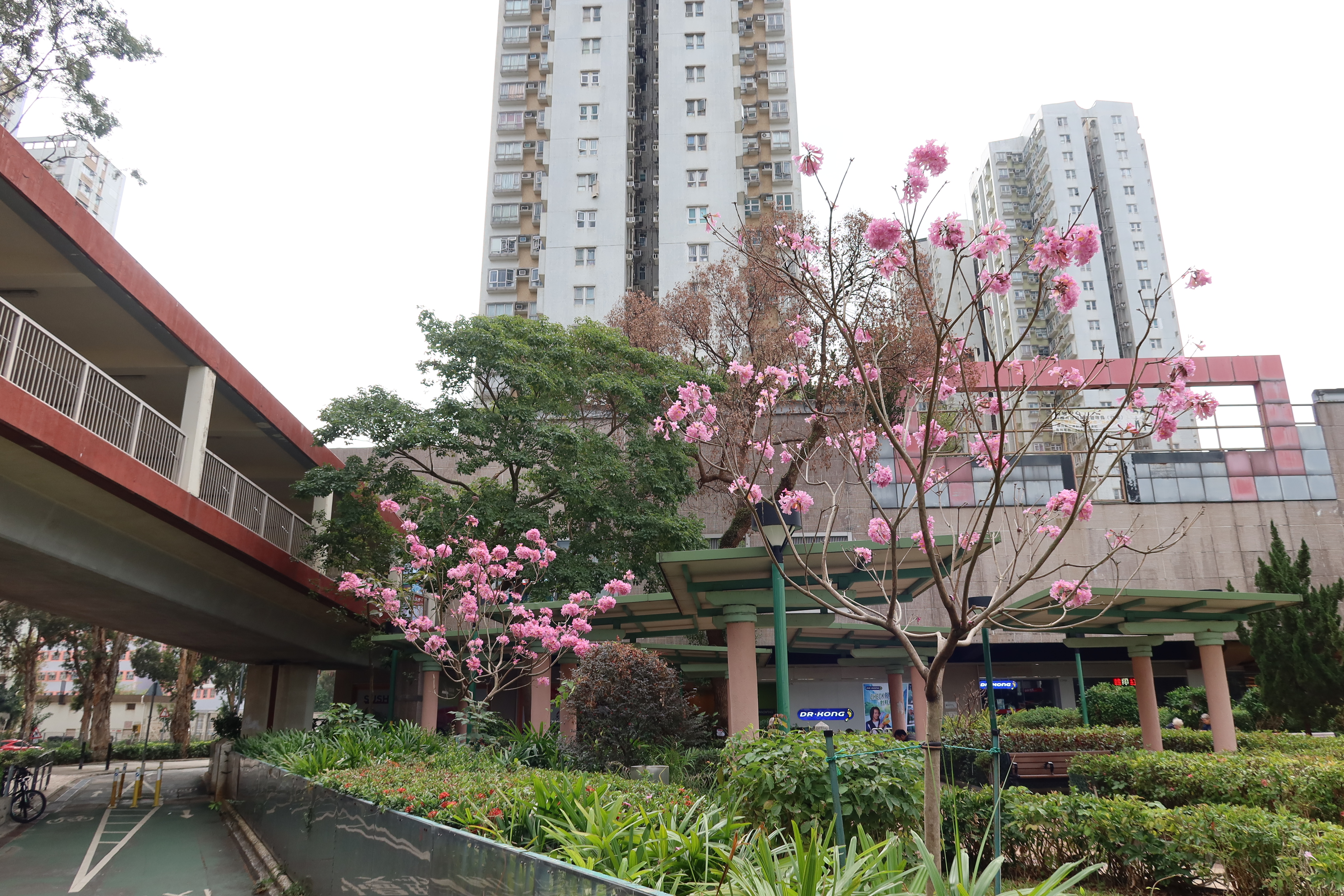 20.02.2025 (sparse flowers)