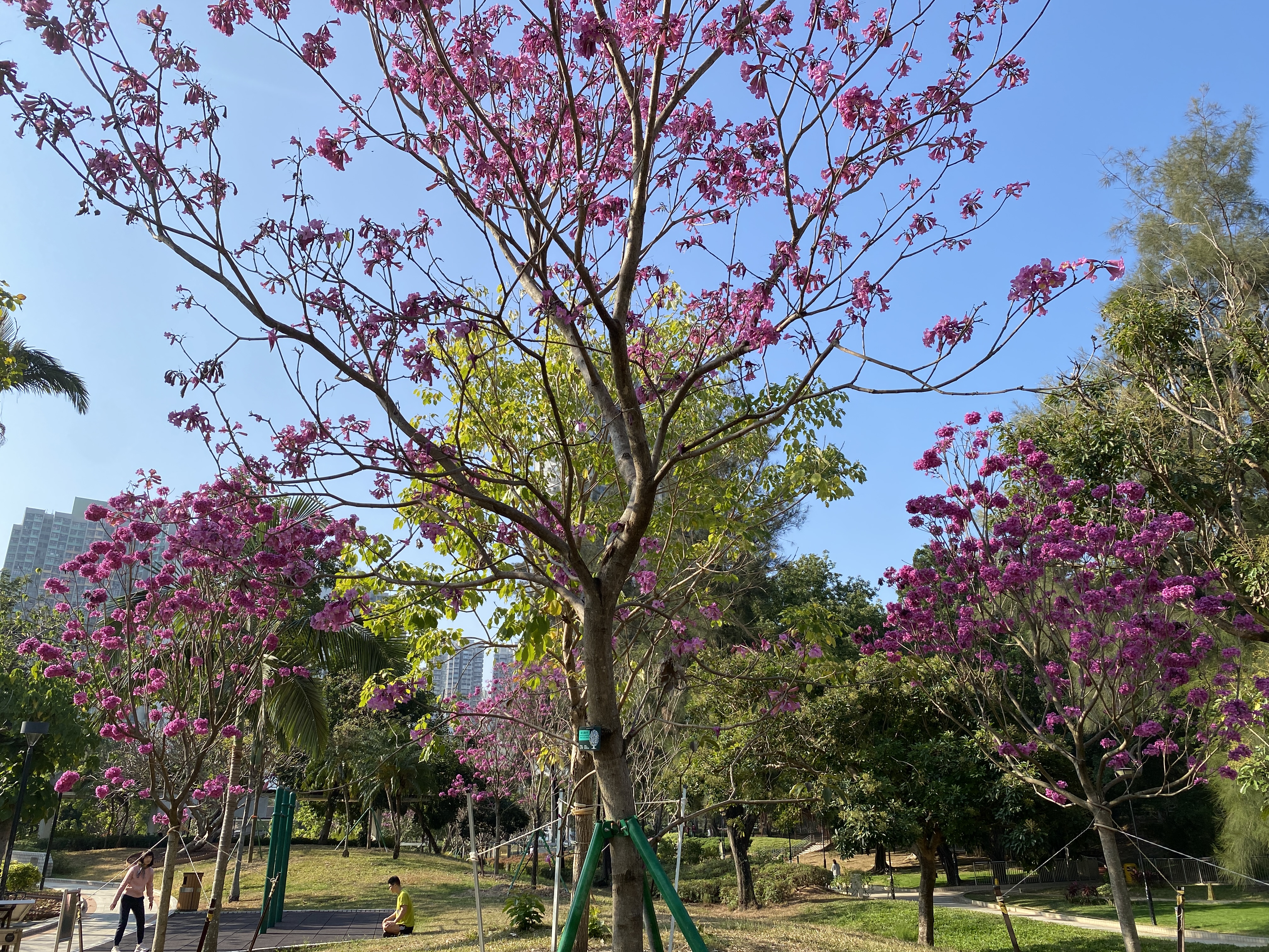 16.01.2025 (sparse flowers)
