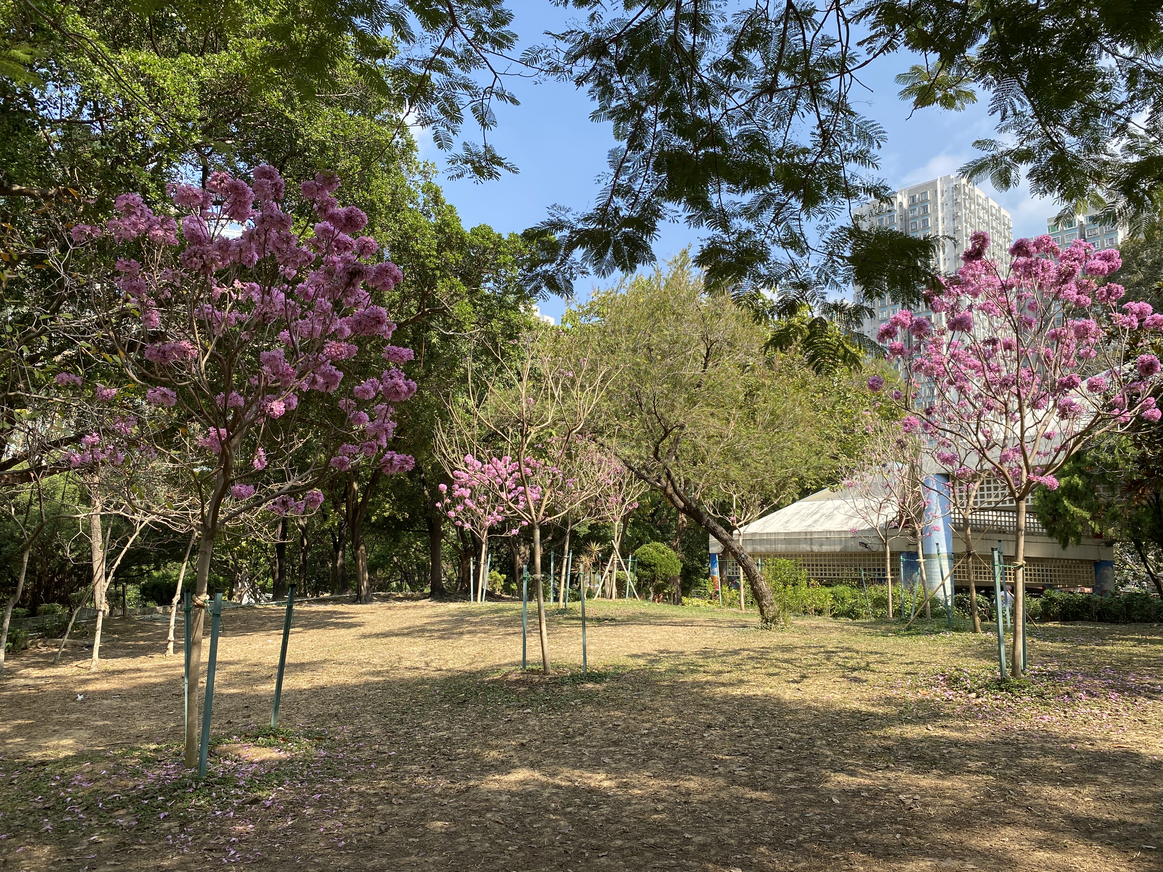 06.02.2025 (sparse flowers)