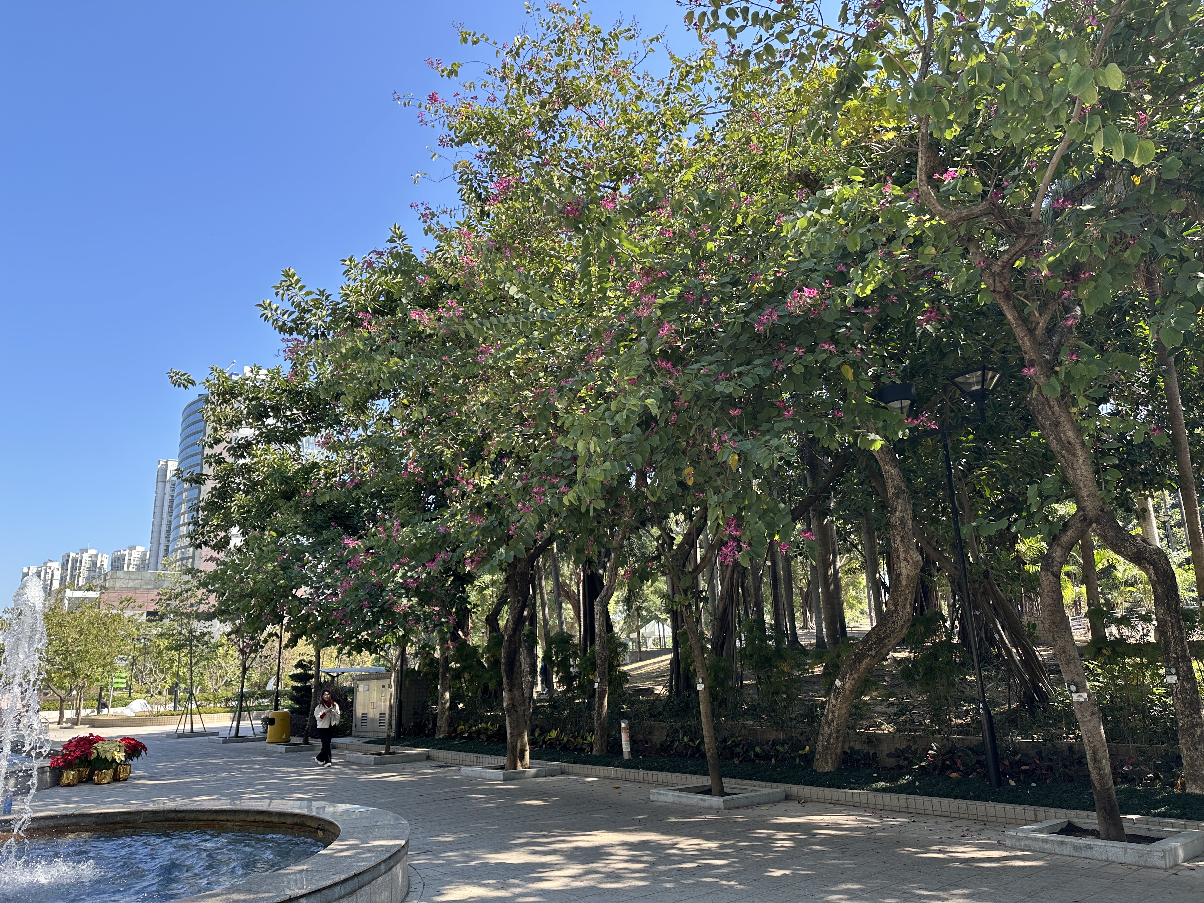 06.03.2025 (sparse flowers)